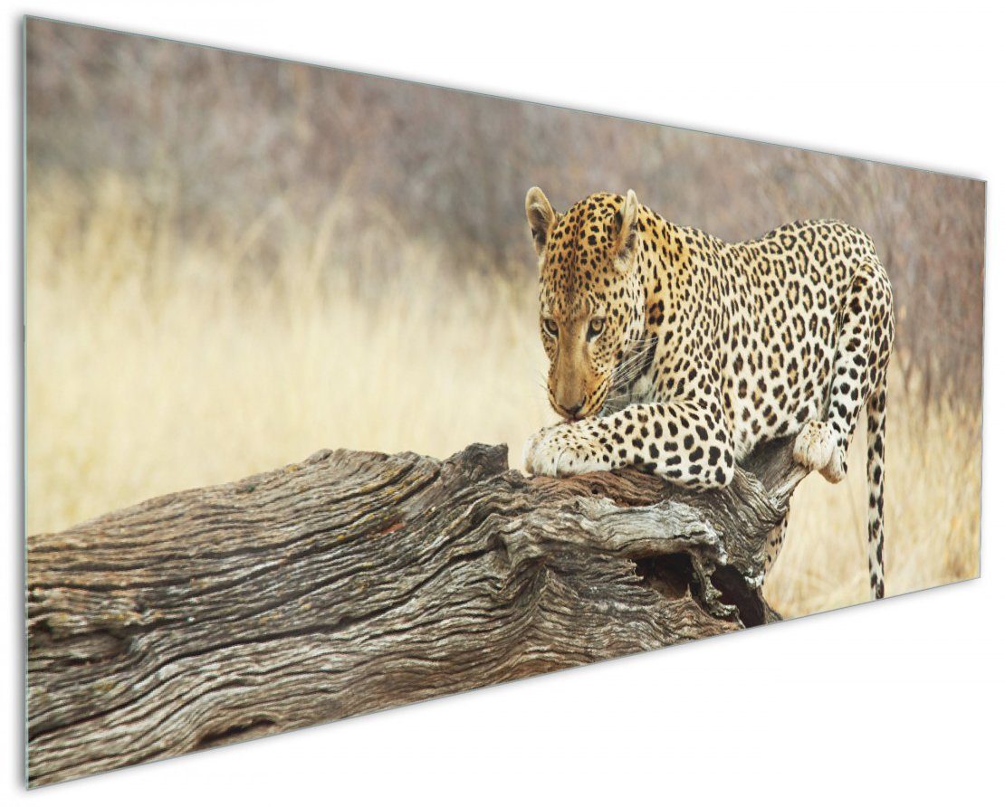 Wallario Küchenrückwand Leopard auf Baumstamm in Afrika, (1-tlg)