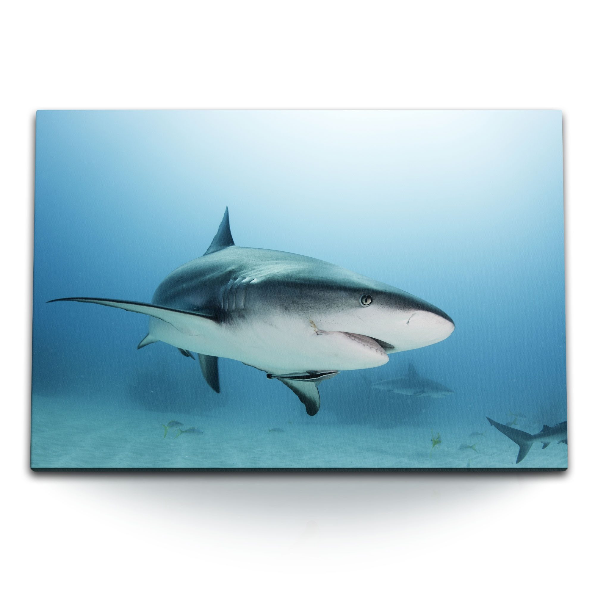 Leinwandbild 120x80cm Wandbild auf Leinwand Hai Tigerhai Unterwasserfotografie Meer