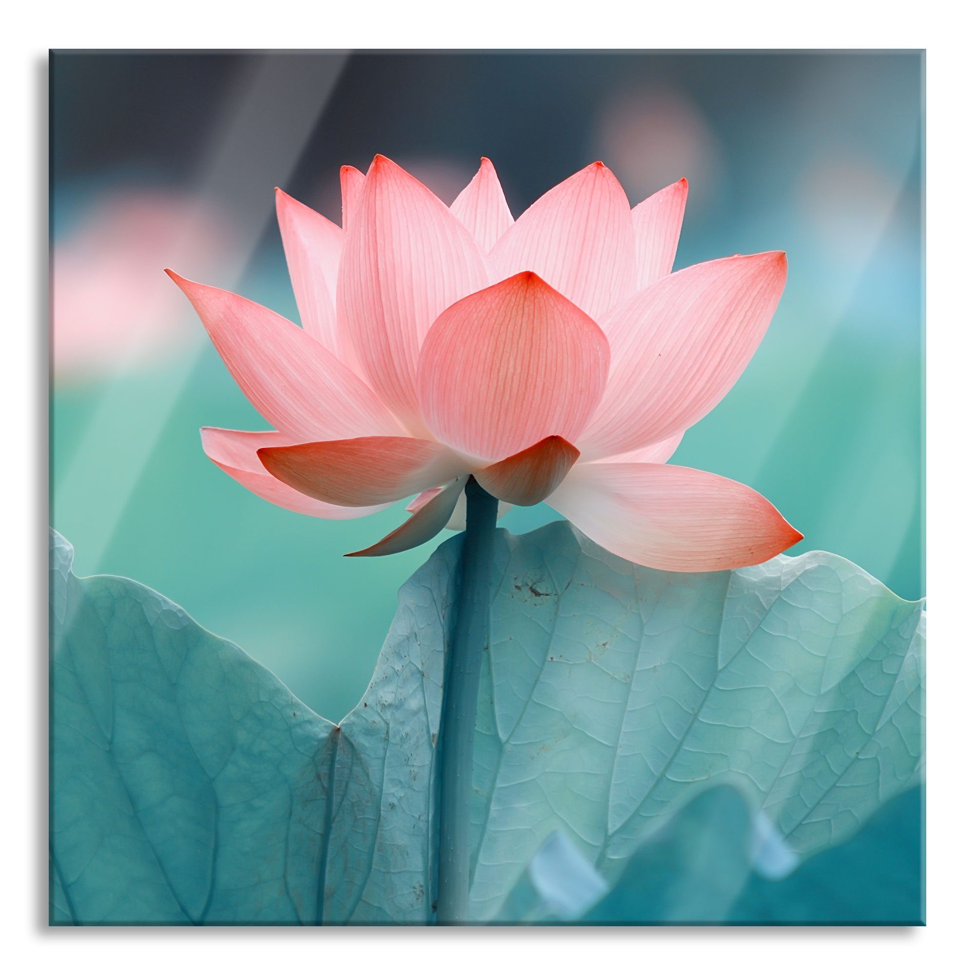 Pixxprint Glasbild Zarte rosafarbener Lotus, Zarte rosafarbener Lotus (1 St), Glasbild aus Echtglas, inkl. Aufhängungen und Abstandshalter