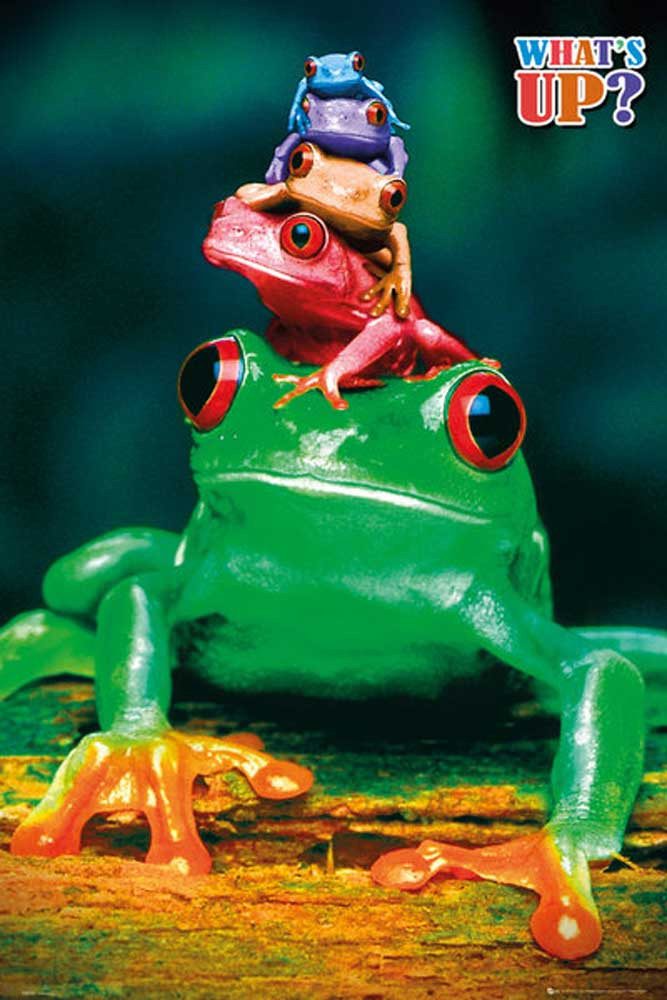 Poster Frogs - Poster - Colours