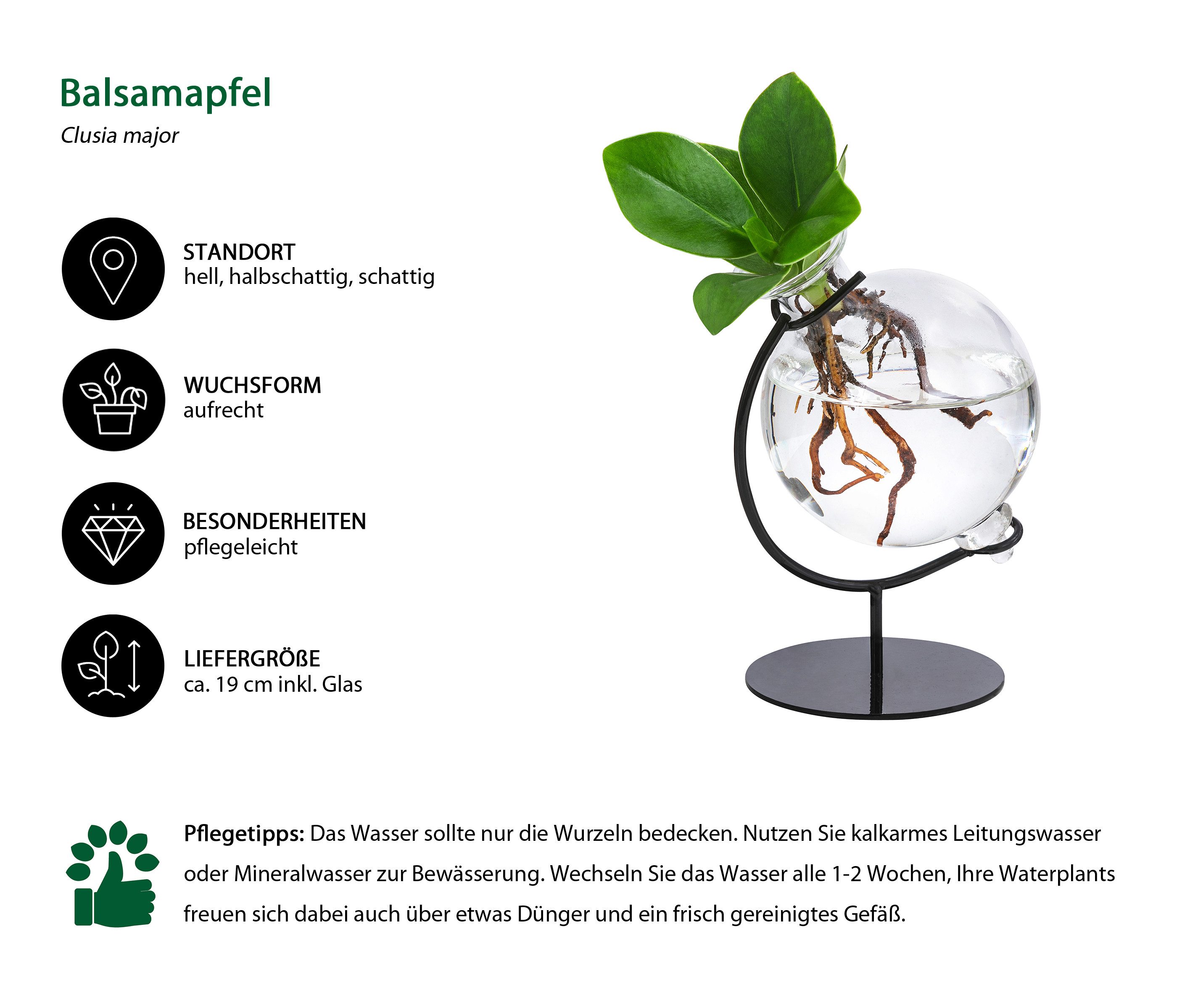 Dehner Zimmerpflanze Waterplant Balsamapfel Victoria, Clusia major, 19 x 7. günstig online kaufen