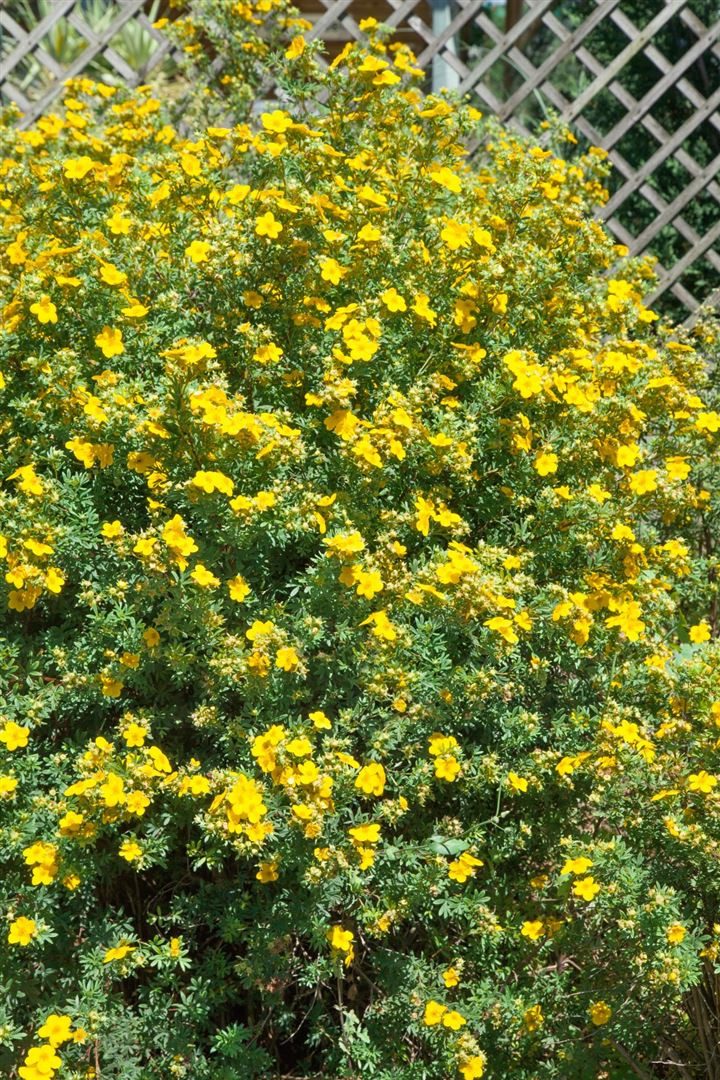 Pflanzen für Dich Bodendecker Potentilla Goldfinger, 1 St., Fingerstrauch, Fünffingerstrauch, gelbblühend, kompaktwüchsig