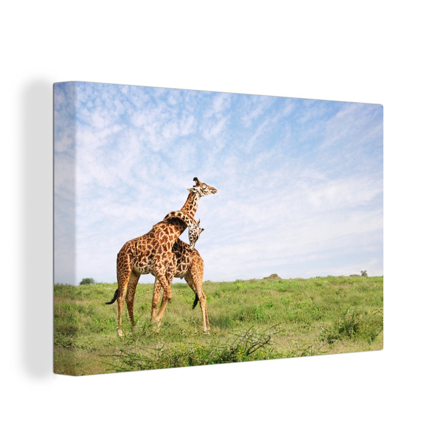 OneMillionCanvasses® Leinwandbild Zwei Giraffen kuscheln, (1 St), Wandbild Leinwandbilder, Aufhängefertig, Wanddeko, 30x20 cm