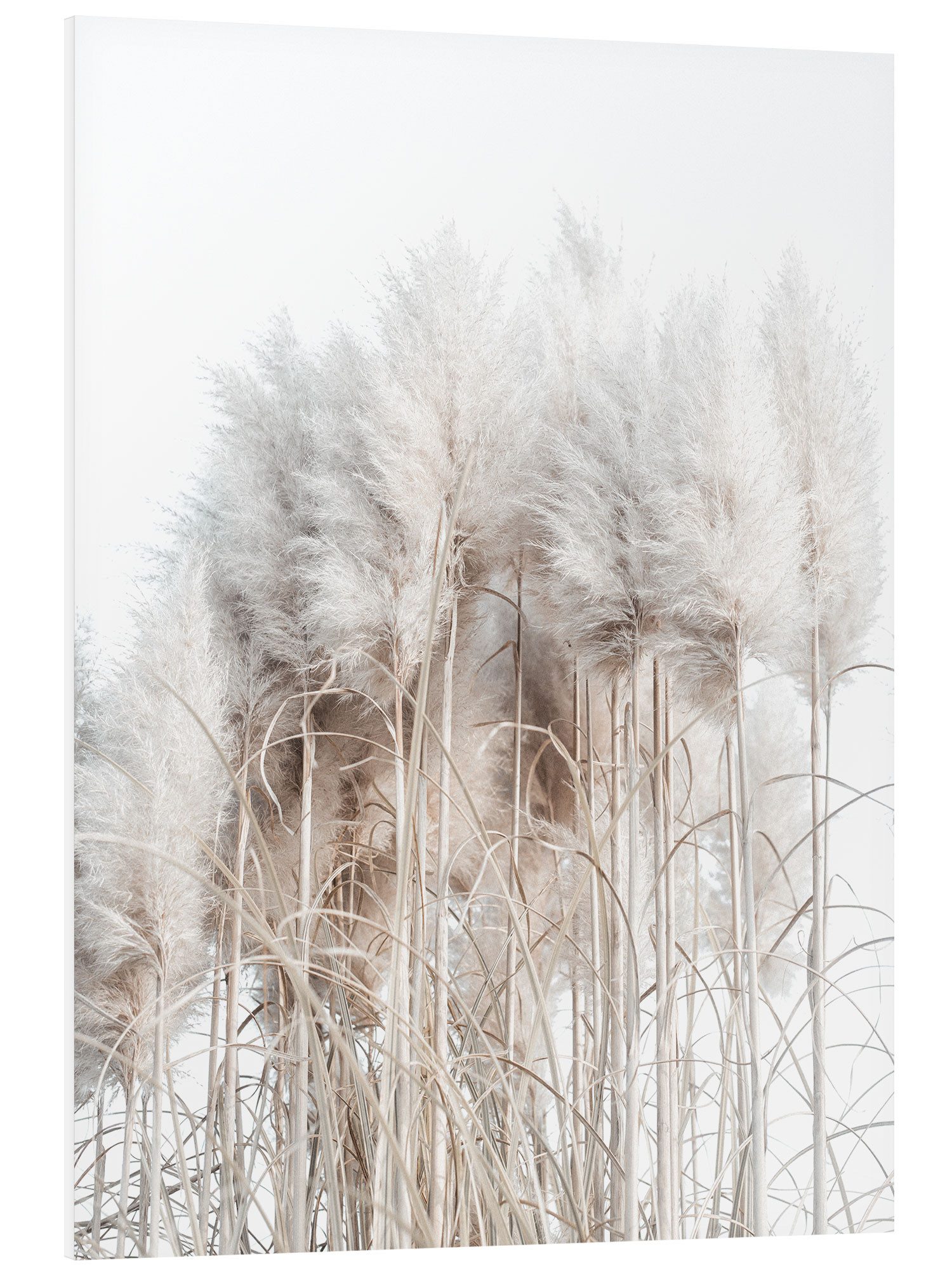 Posterlounge Wandbild Pampasgras I, Magda Izzard, günstig online kaufen