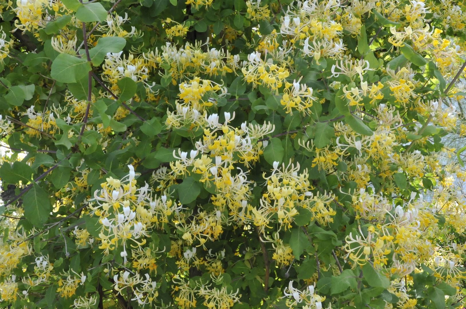 Pflanzen für Dich Kletterpflanze Lonicera japonica Halliana, 1 St., Japanisches Geißblatt, Halliana-Geißblatt, duftend, schnellwachsend
