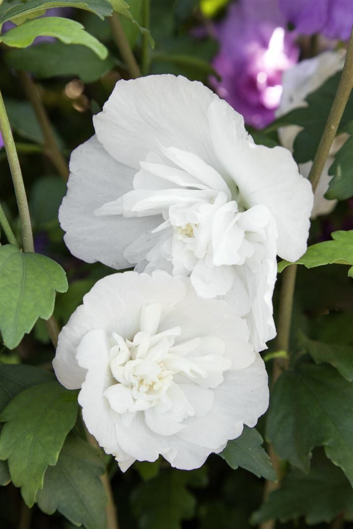 Pflanzen für Dich Gehölze Hibiscus syriacus White Chiffon, 1 St., Garten-Eibisch, Straucheibisch