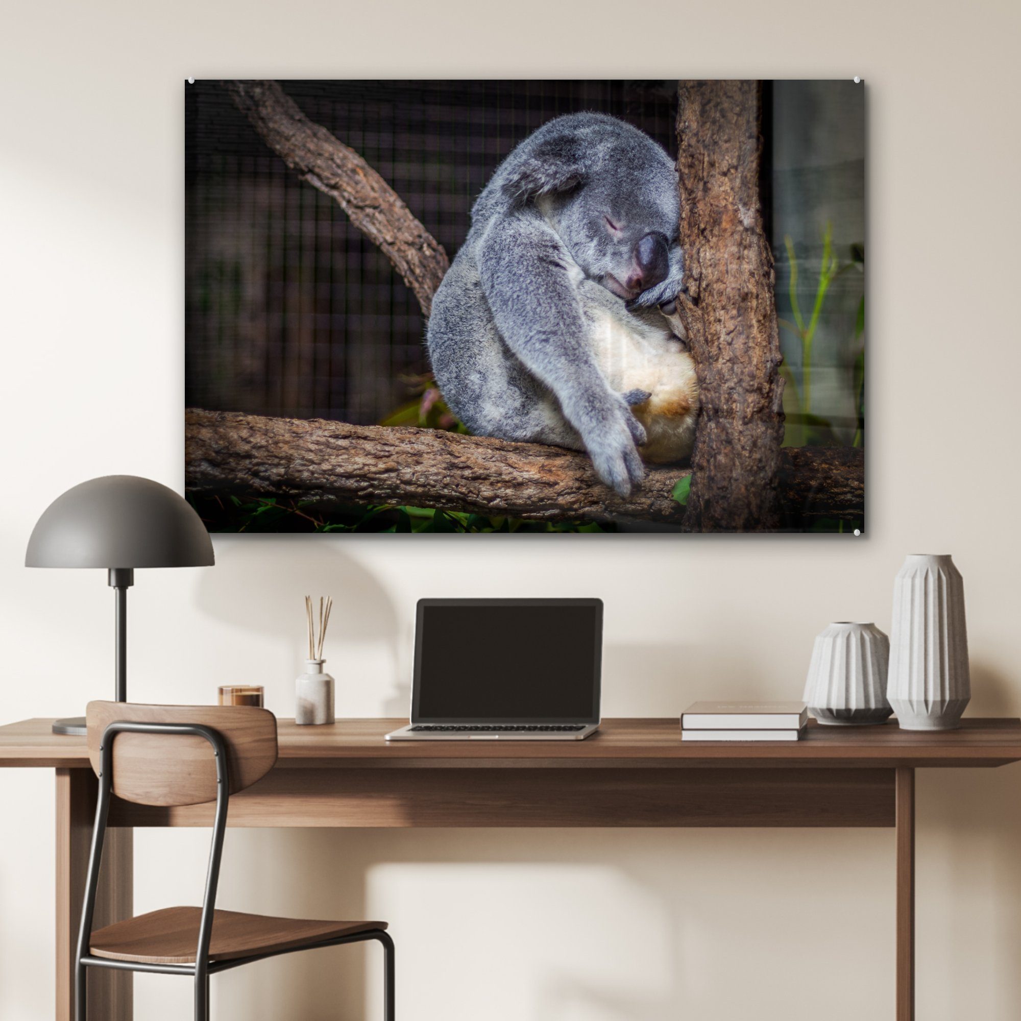 St), - Acrylglasbild Australien & Acrylglasbilder - MuchoWow Koala Wohnzimmer (1 Bumm, Schlafzimmer