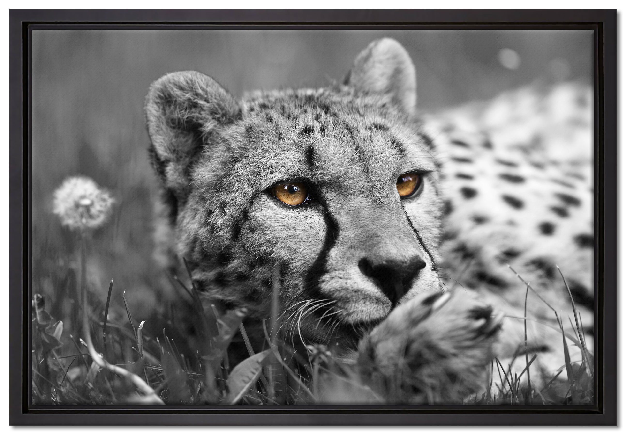 Pixxprint Leinwandbild hübscher Gepard im Gras, Wanddekoration (1 St), Leinwandbild fertig bespannt, in einem Schattenfugen-Bilderrahmen gefasst, inkl. Zackenaufhänger | Leinwandbilder