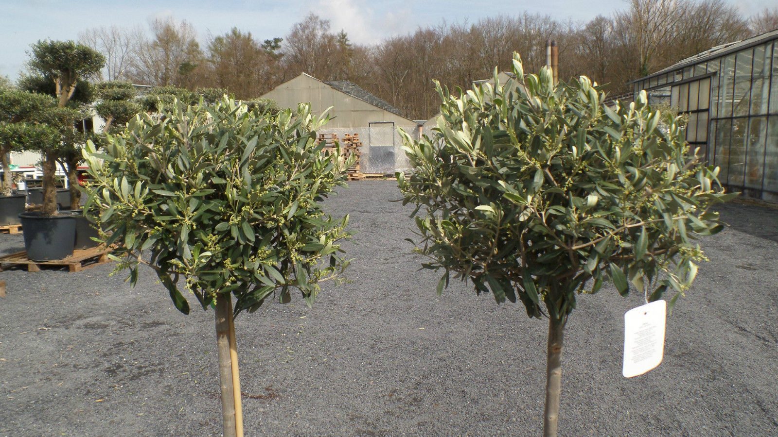gruenwaren jakubik Olivenbaum Olivenbaum Olive 160 - 180 cm Hochstamm, beste Qualität, winterhart – Bild 5 von 5