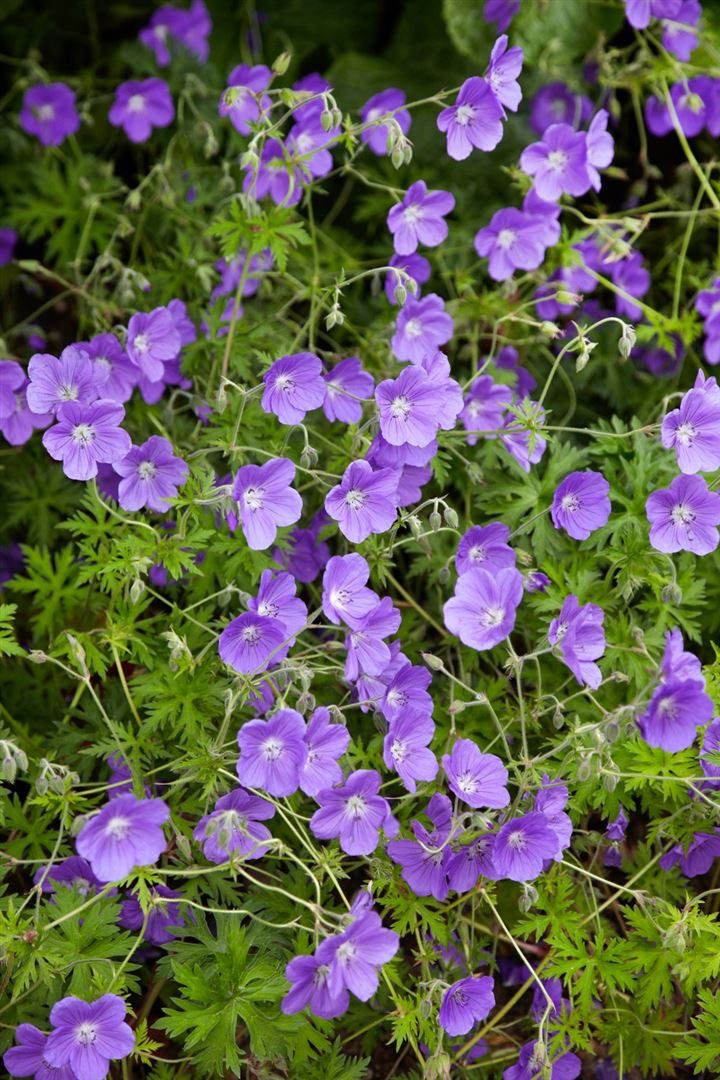 Pflanzen für Dich Staude Geranium pratense 'Orion', 1 St., Wiesen-Storchschnabel – Bild 3 von 5