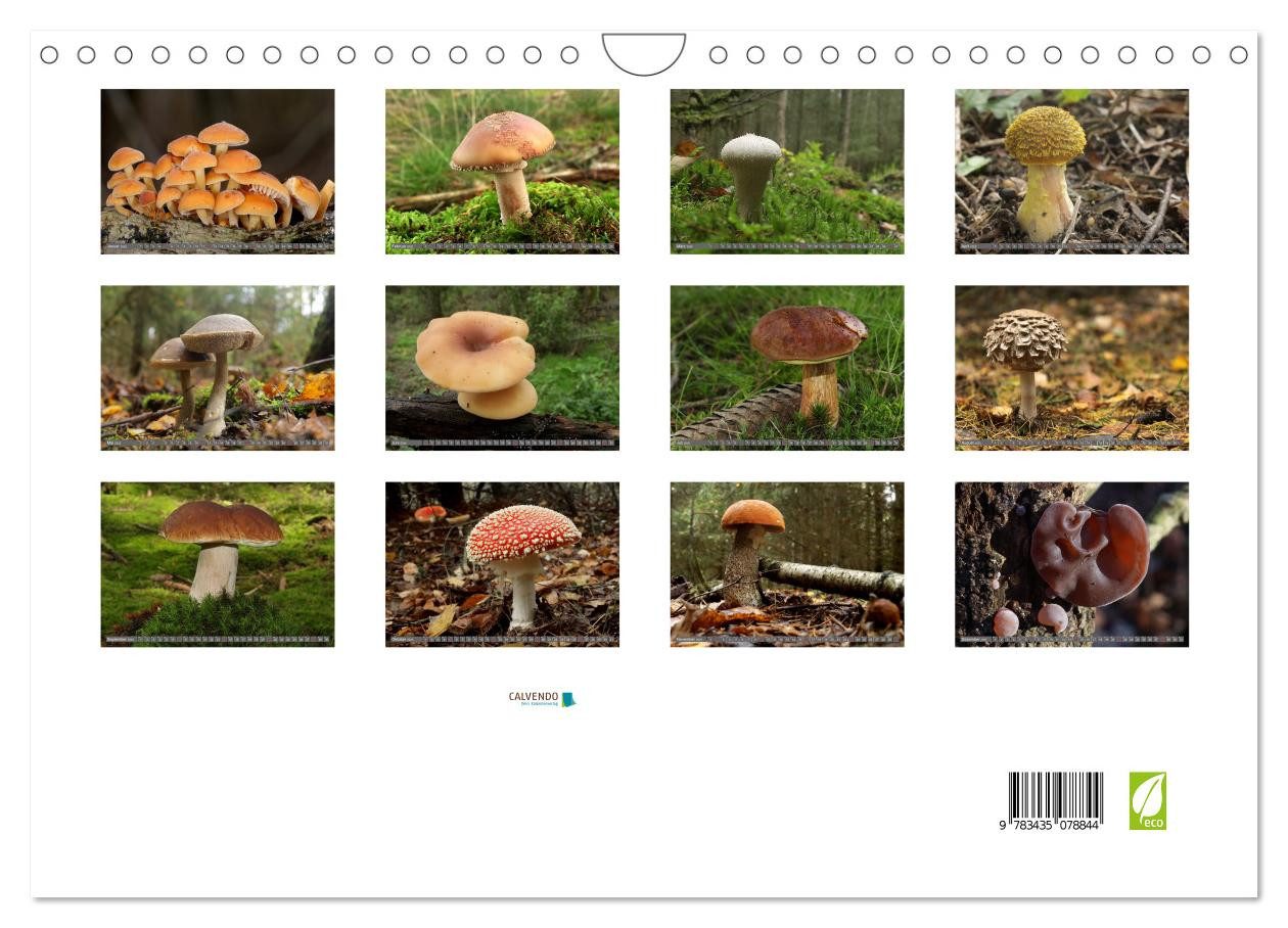 Thumbnail - CALVENDO Wandkalender PILZE IM WALD (Wandkalender 2025 DIN A4 quer), CALVENDO Monatskalender