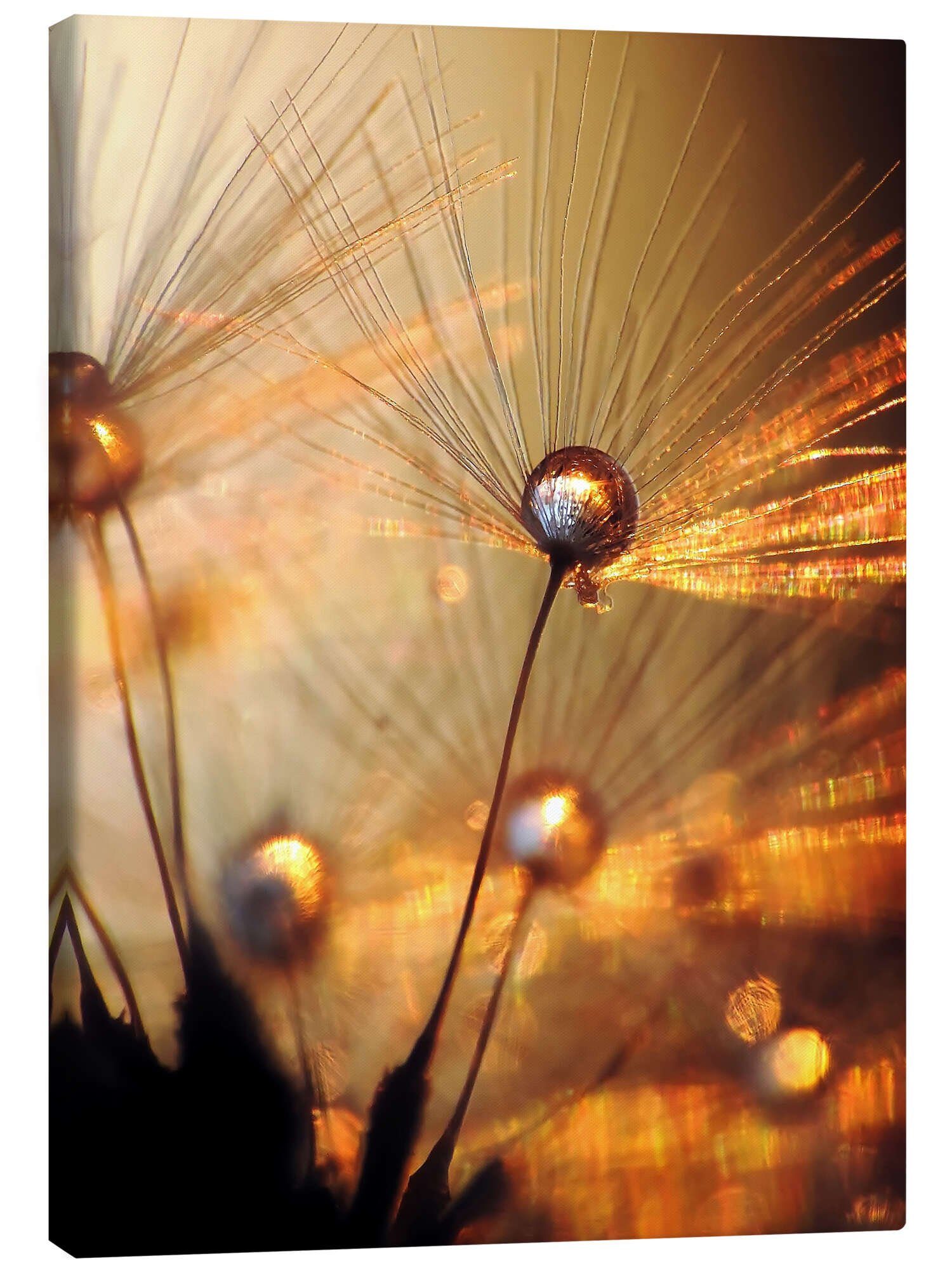 Posterlounge Leinwandbild Julia Delgado, Pusteblume – Goldexplosion, Fotografie