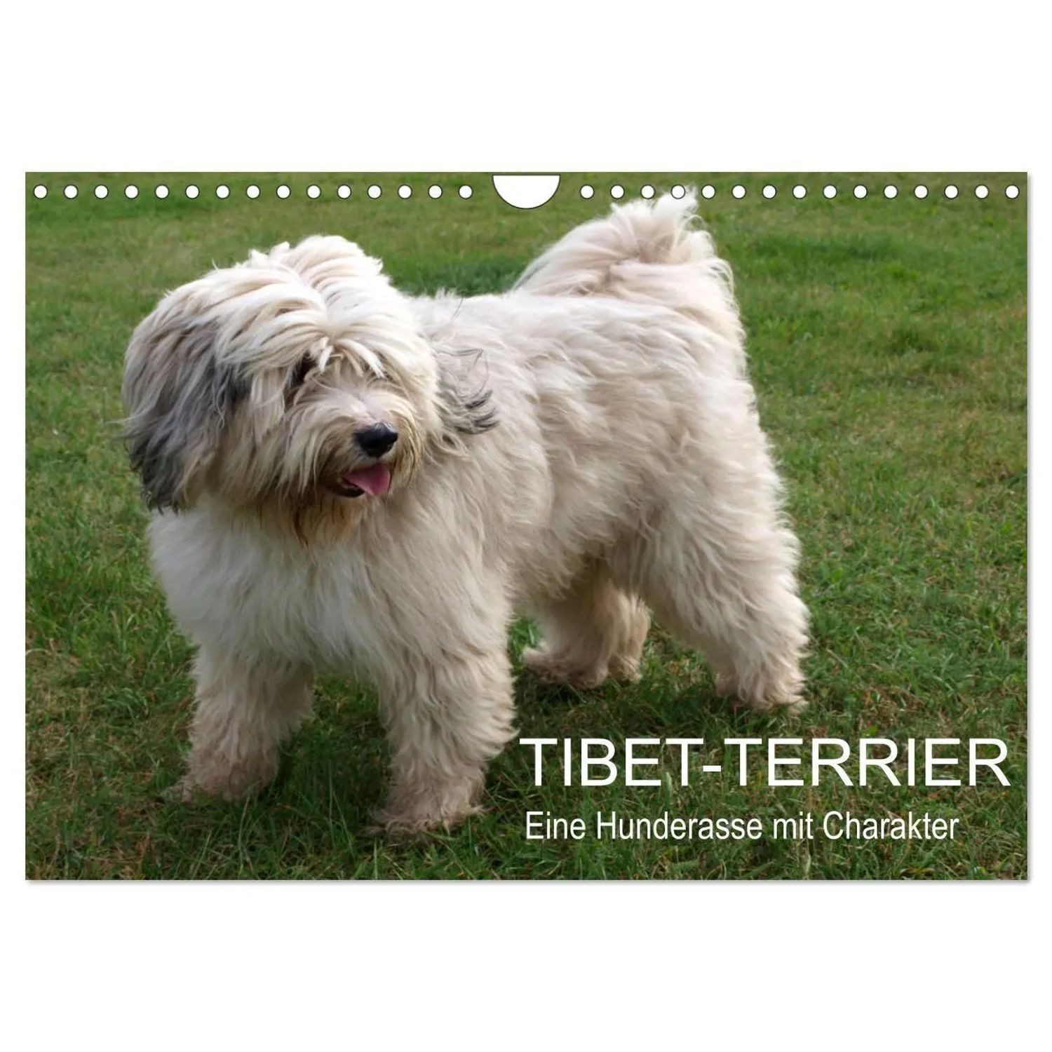 CALVENDO Wandkalender Tibet-Terrier - Eine Hunderasse mit Charakter (Wandkalender 2026...