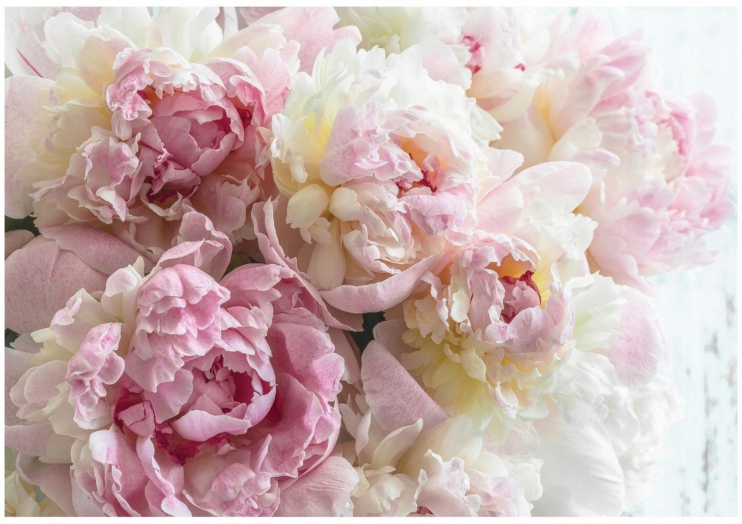 Wallarena Fototapete Blumen Pfingstrosen Rosen Rosa Vlies Tapete Schlafzimm günstig online kaufen