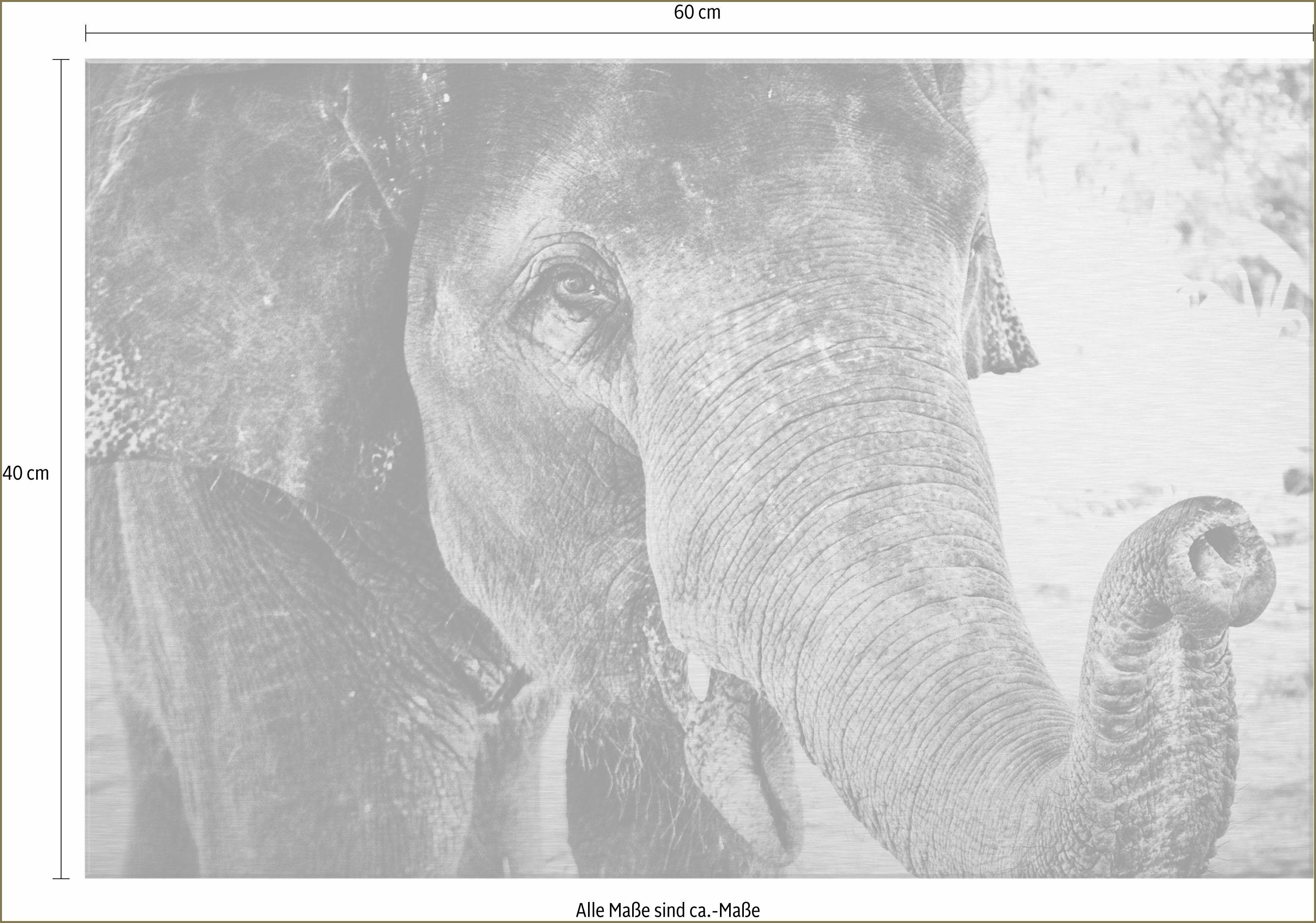 Alu-Dibond-Druck Elephant, 60/40 Wall-Art Indian cm
