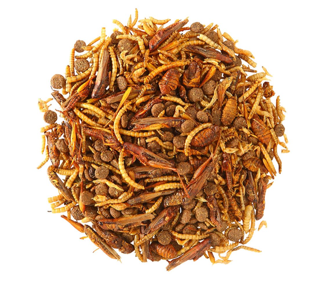 Dehner Natura Premium Igel Insekten-Delikatesse, 8 x 100 g (800 g), für: Igel, aus Insekten, proteinreich, vitaminreich