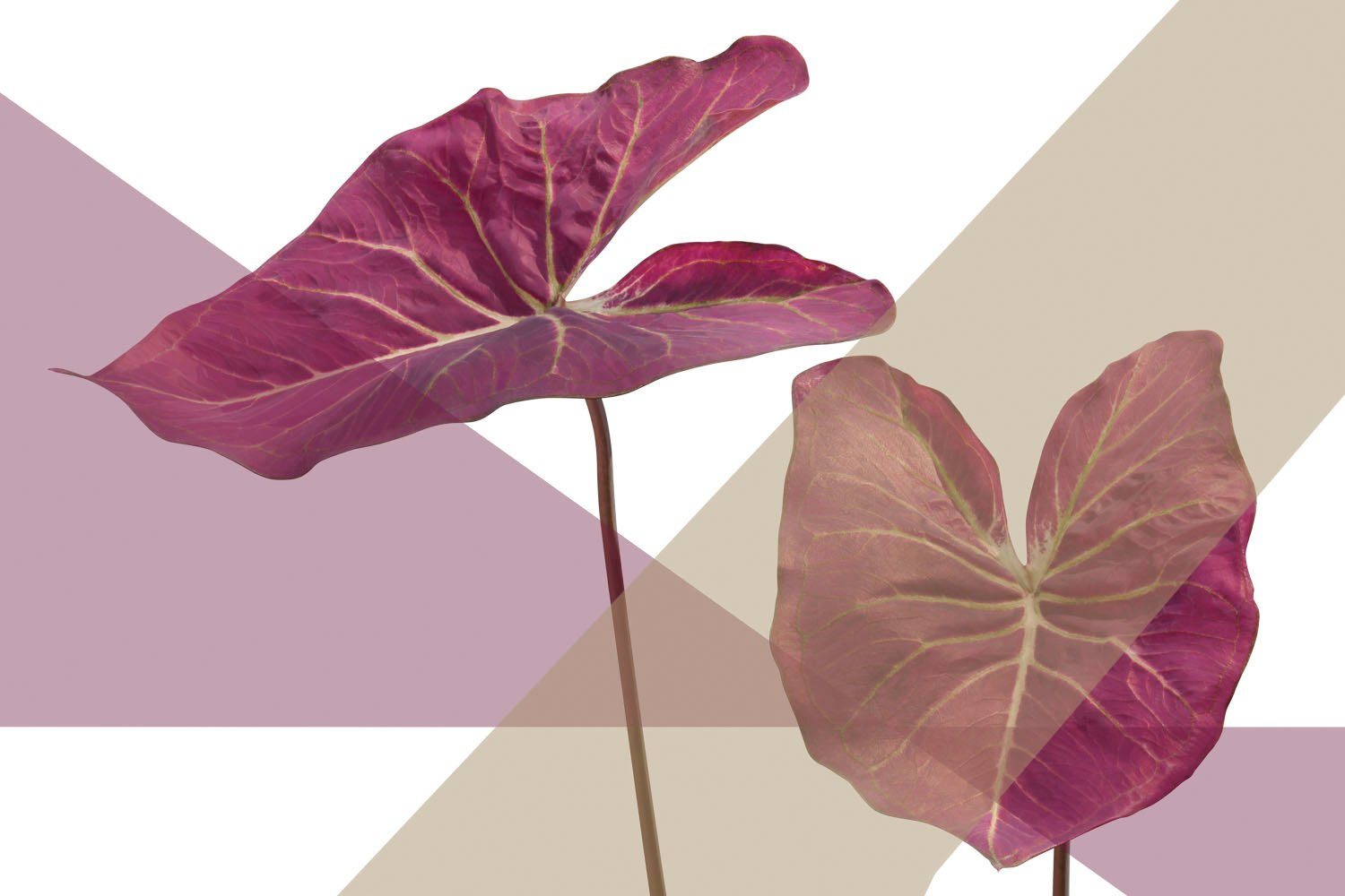 queence Acrylglasbild Blätter | Bilder