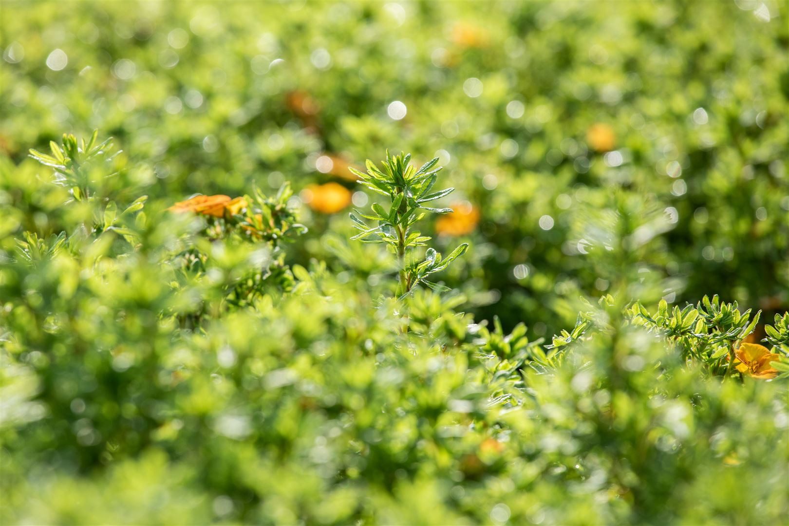 Pflanzen für Dich Gehölze Potentilla fruticosa Bella Sol, 1 St., Fingerstrauch, Strauch-Fingerkraut