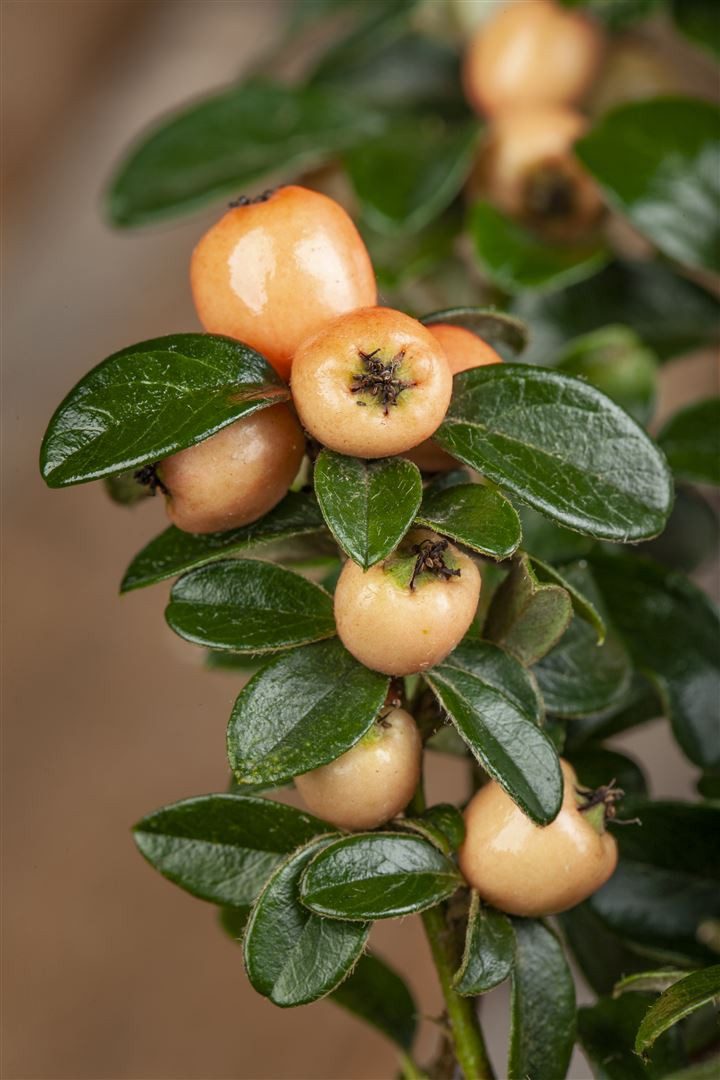 Pflanzen für Dich Bodendecker Cotoneaster suec. Coral Beauty, 1 St., Zwergmispel, Fächer-Zwergmispel, immergrün, bodendecker