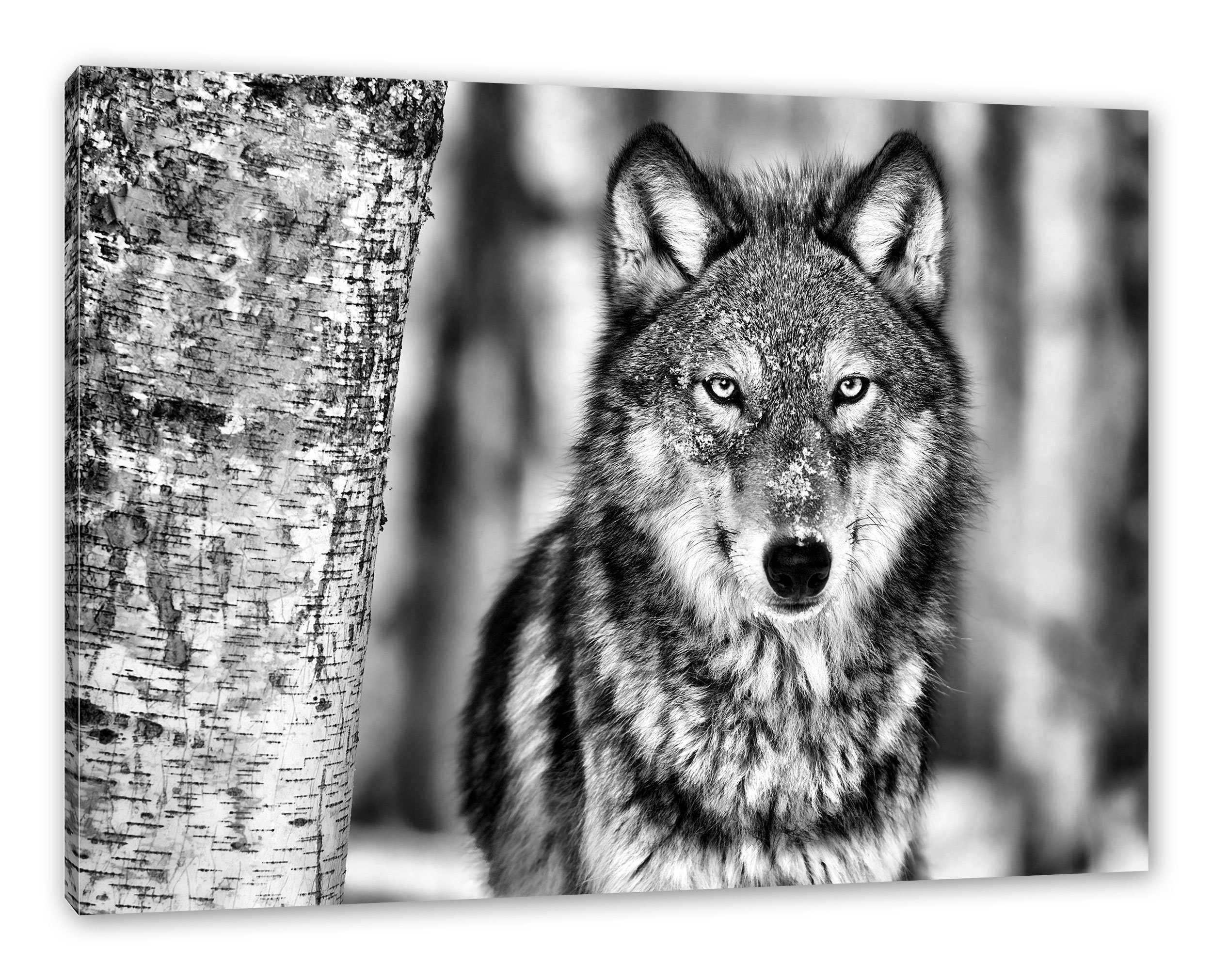 inkl. bespannt, Pixxprint fertig Leinwandbild Leinwandbild (1 Wachsamer Wolf Zackenaufhänger St), Wachsamer Wolf,