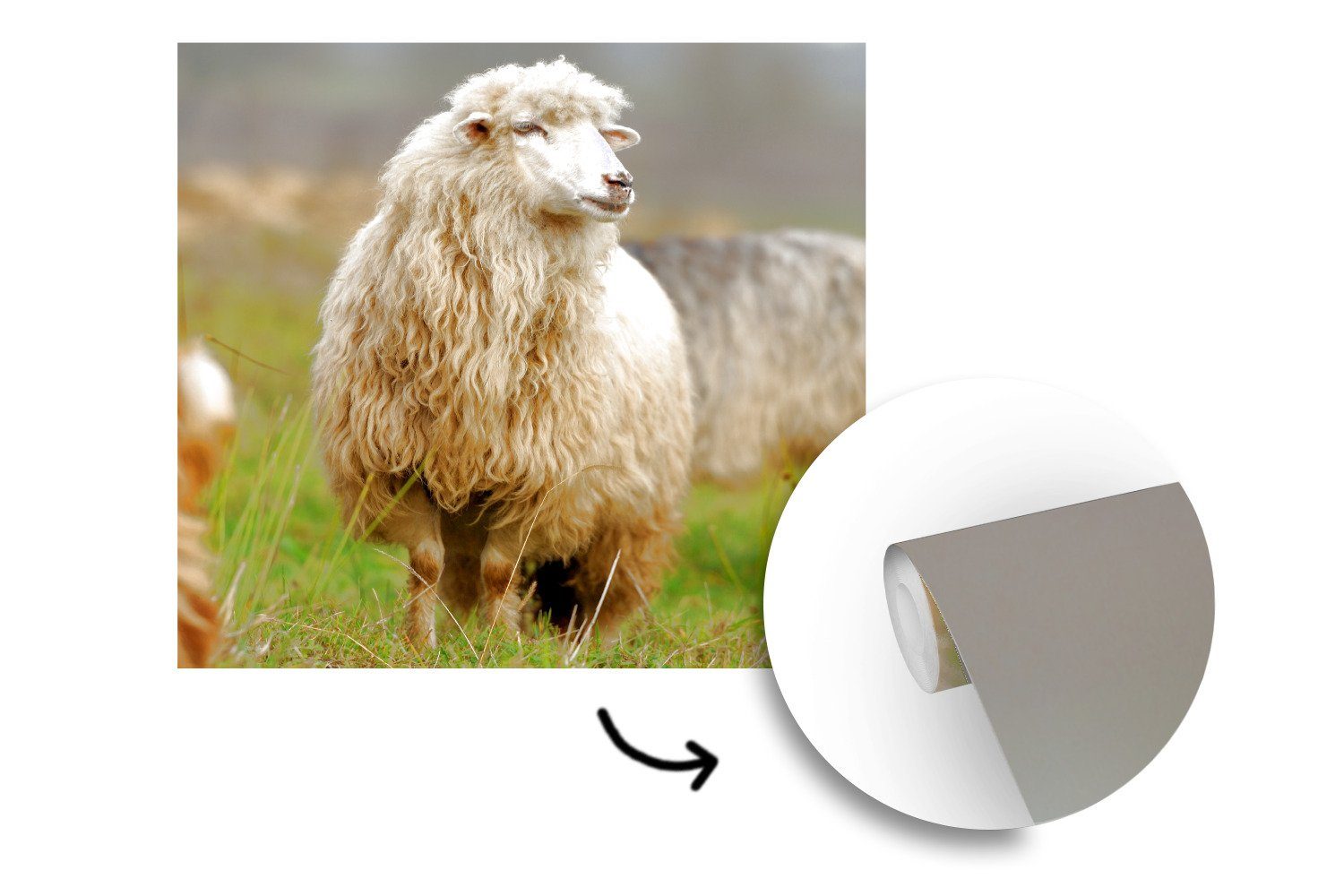MuchoWow Fototapete Schafe Wandtapete für Matt, Schlafzimmer, Wohnzimmer Vinyl - (5 bedruckt, - Gras, St), Wolle oder Tapete