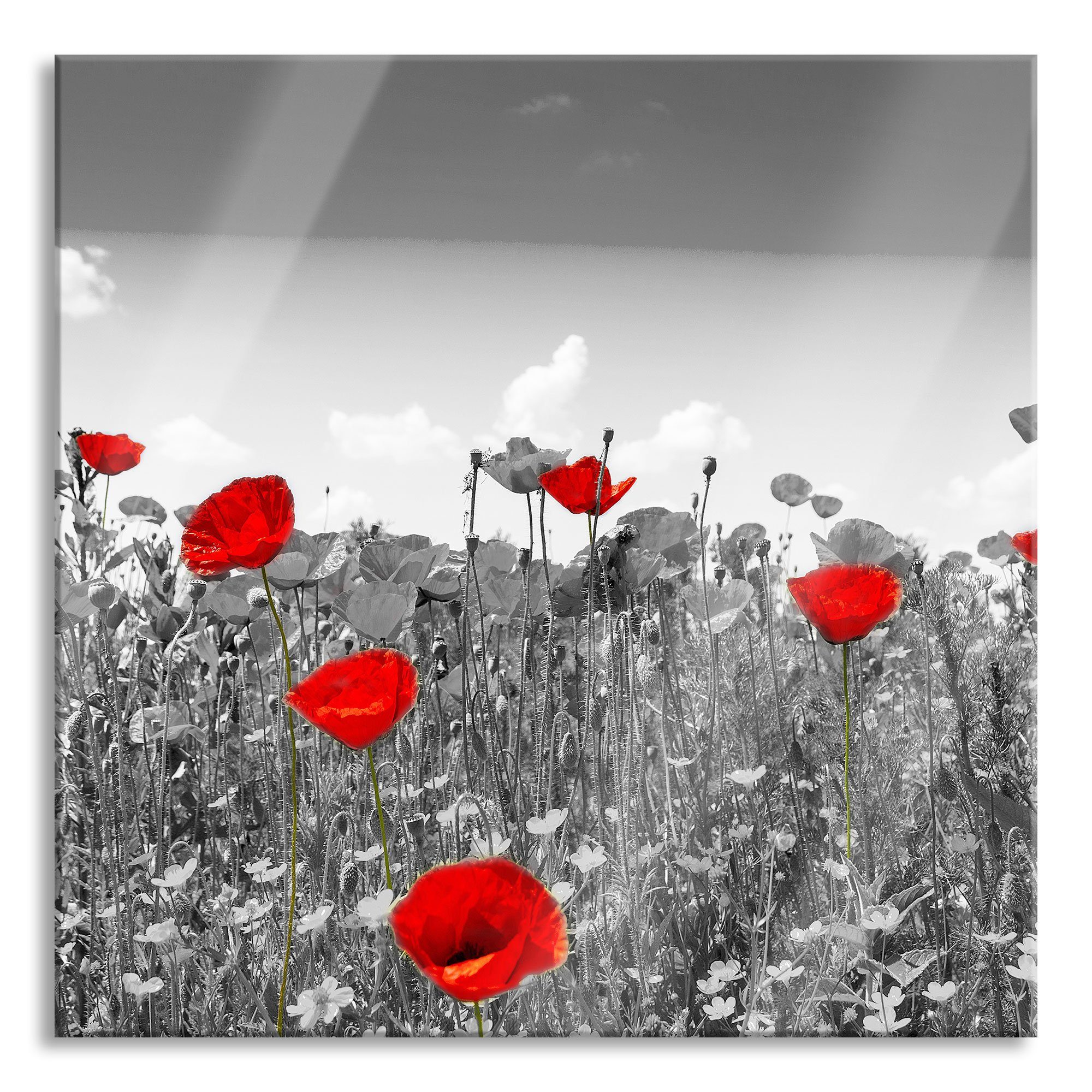 Glasbild schöner rot leuchtender Mohn