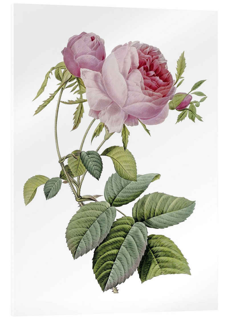 Posterlounge Acrylglasbild Pierre Joseph Redouté, Rose, Vintage Malerei