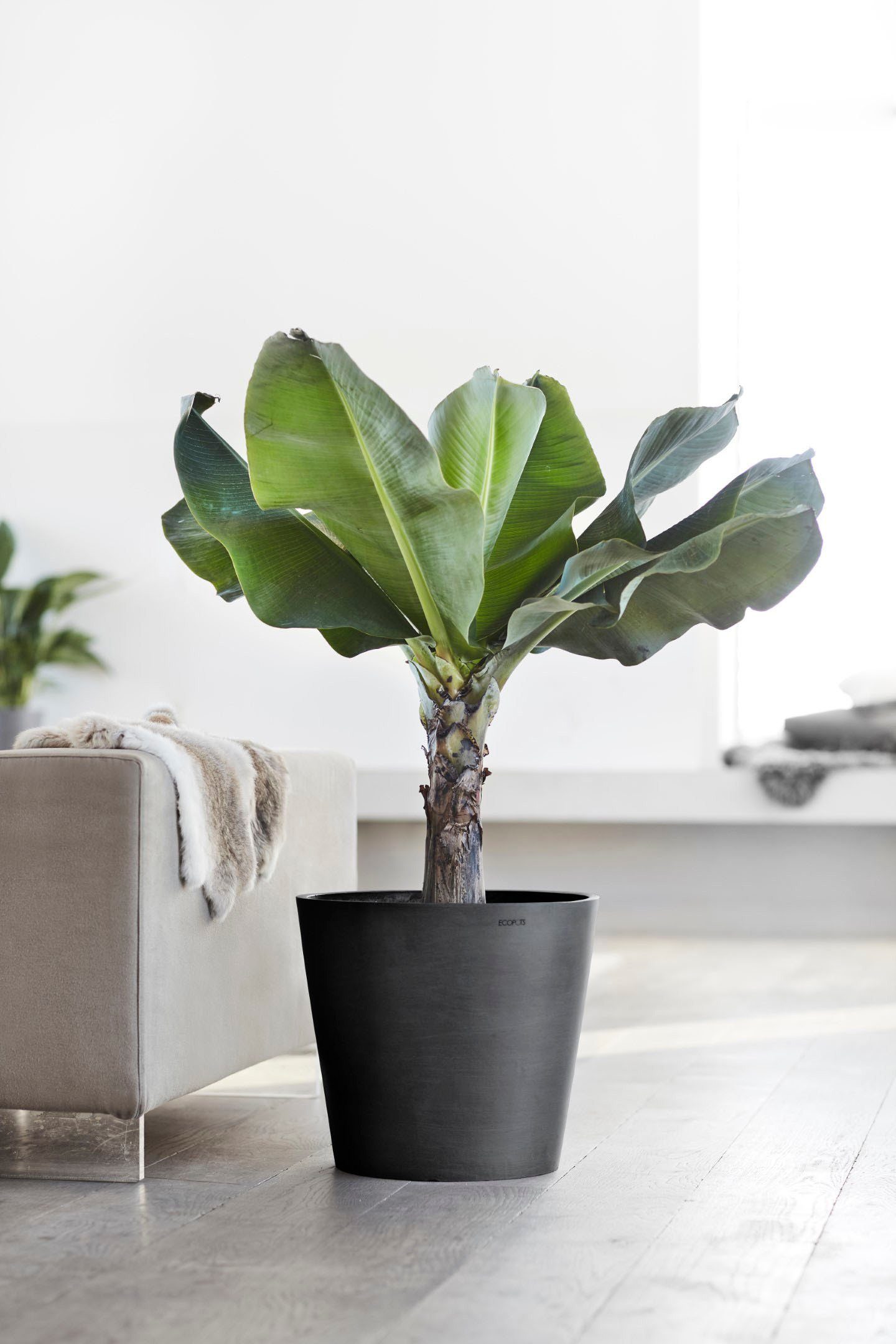 ECOPOTS Blumentopf Amsterdam, ØxH: 40x35 cm. Reduzierter Preis € 49,99. Unverbindliche Preisempfehlung € 56,00