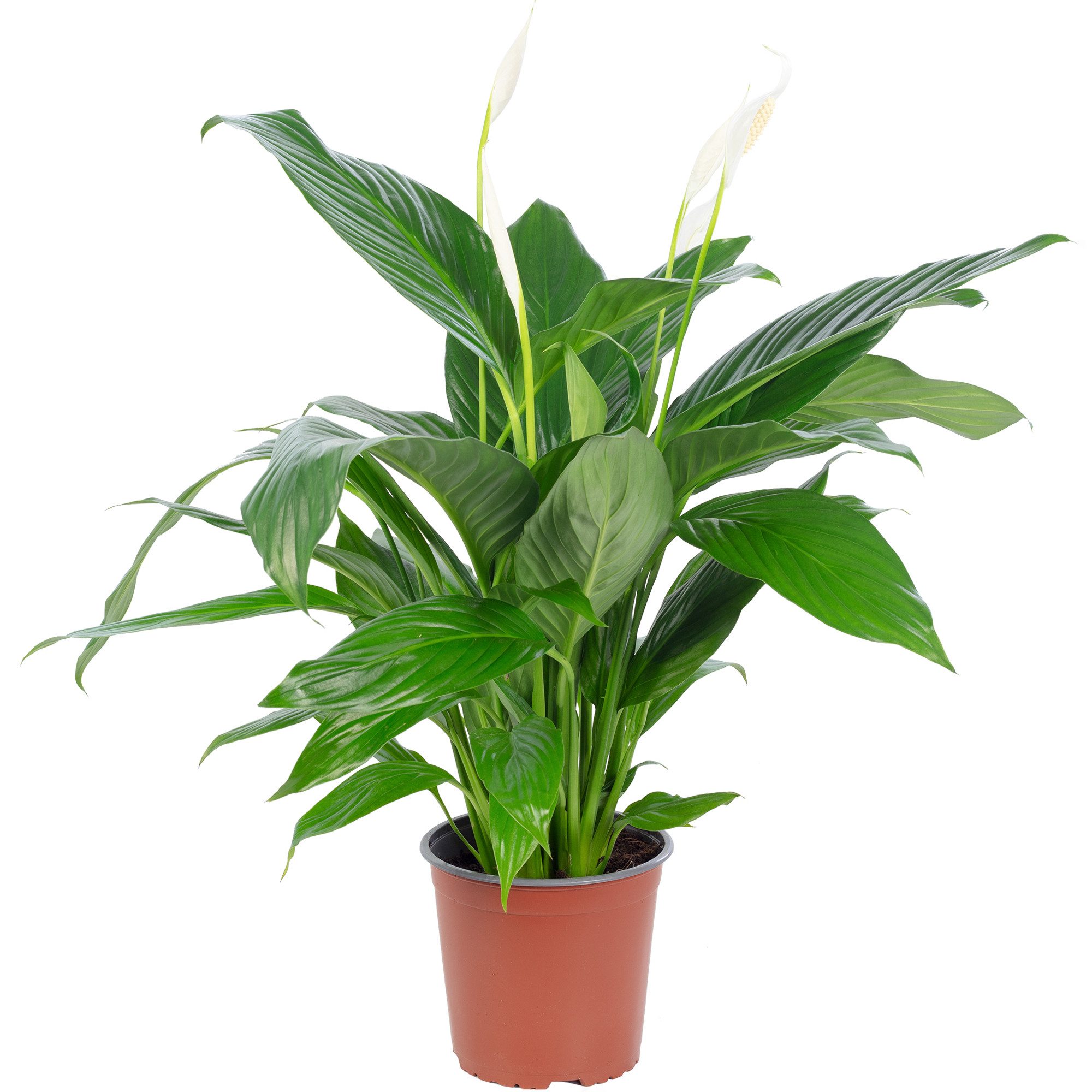 Flowerbox Zimmerpflanze Einblatt 4-8 Blüten/Knospen - Spathiphyllum, pflegeleicht - Höhe ca. 70 cm, Topf-Ø 17 cm