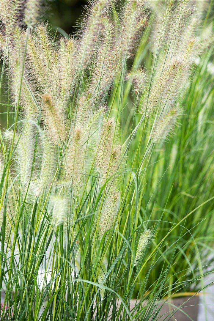 Pflanzen für Dich Gräser Pennisetum alopecuroides Little Bunny, 1 St., Lampenputzergras, Federborstengras, kompakt, ziergras