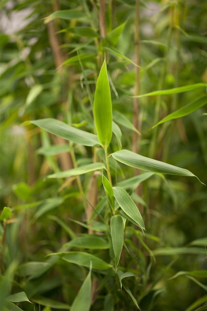 Pflanzen für Dich Hecken Fargesia murieliae Simba, 1 St., Schirmbambus, Gartenbambus, dichtwachsend, winterhart