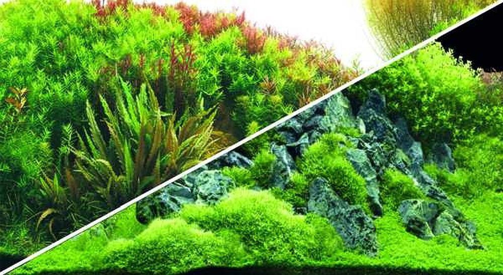 Aquariendeko Fotorückwand Planted River/Green Rock 120x50 cm