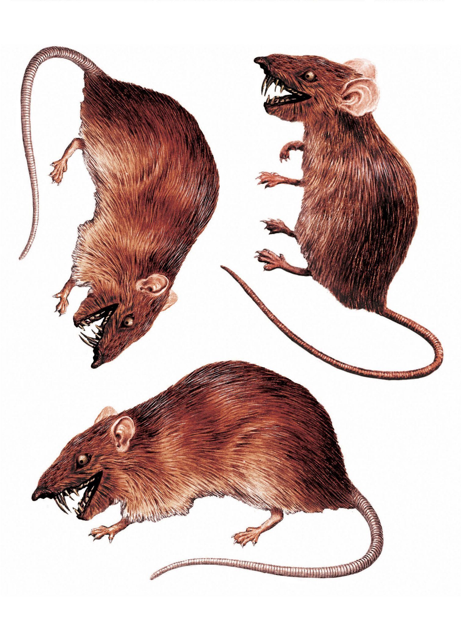 Metamorph Dekoobjekt 3D Ratten Sticker-Set - Halloween-Deko Indoor, Halloween-Deko Indoor