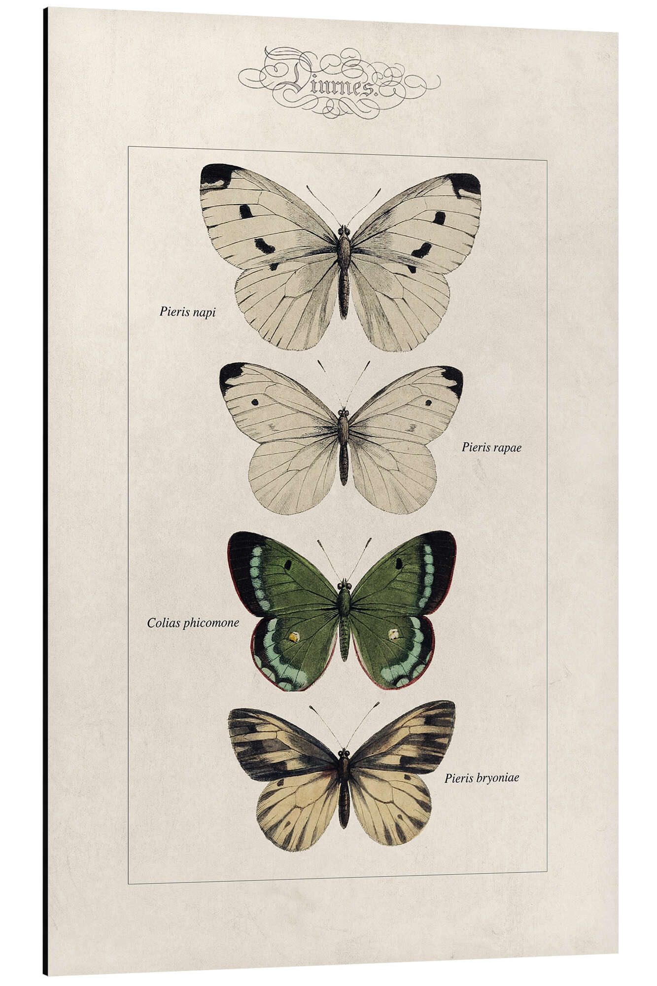 Posterlounge Wandbild Tafel der Schmetterlinge, Alexis Nicolas Noel, erhältlich als Poster, Leinwandbild, Wandsticker oder Acrylglasbild
