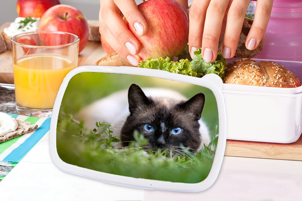 Lunchbox Erwachsene, für Jungs - weiß - Brotdose, MuchoWow und Gras für Katze Kinder Kunststoff, Porträt, (2-tlg), Brotbox Mädchen und