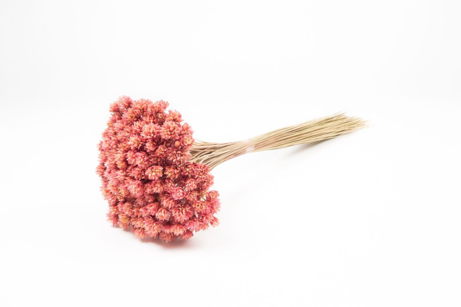 Trockenblume Blumenstrauß getrocknet AVISSA, Brasilianische Hügelblume, rosa, 4, INNA-Glas, Höhe 60.0 cm