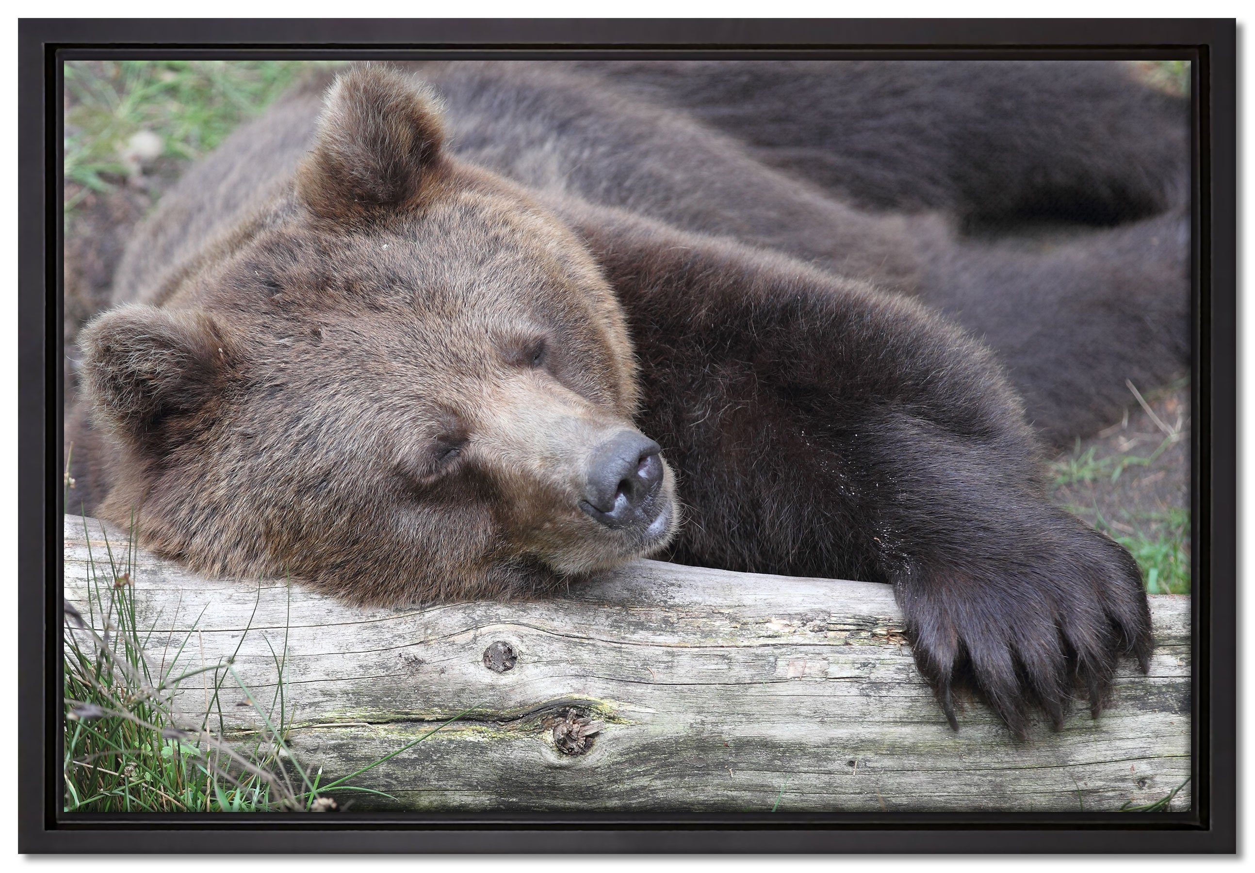 Pixxprint Leinwandbild Bär schläft auf Baumstamm, Wanddekoration (1 St), Leinwandbild fertig bespannt, in einem Schattenfugen-Bilderrahmen gefasst, inkl. Zackenaufhänger