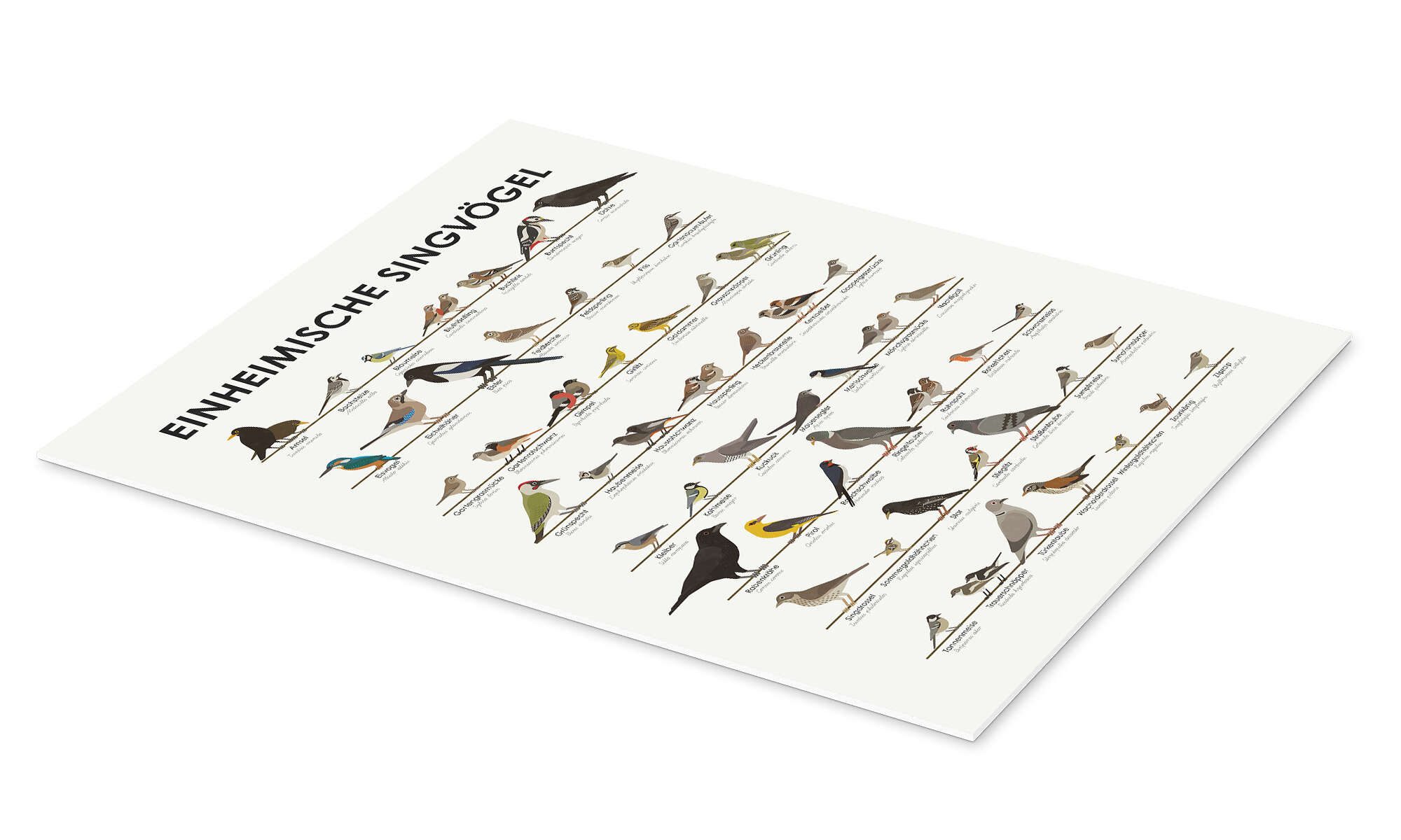 Posterlounge Poster Iris Luckhaus, Einheimische Singvögel, günstig online kaufen