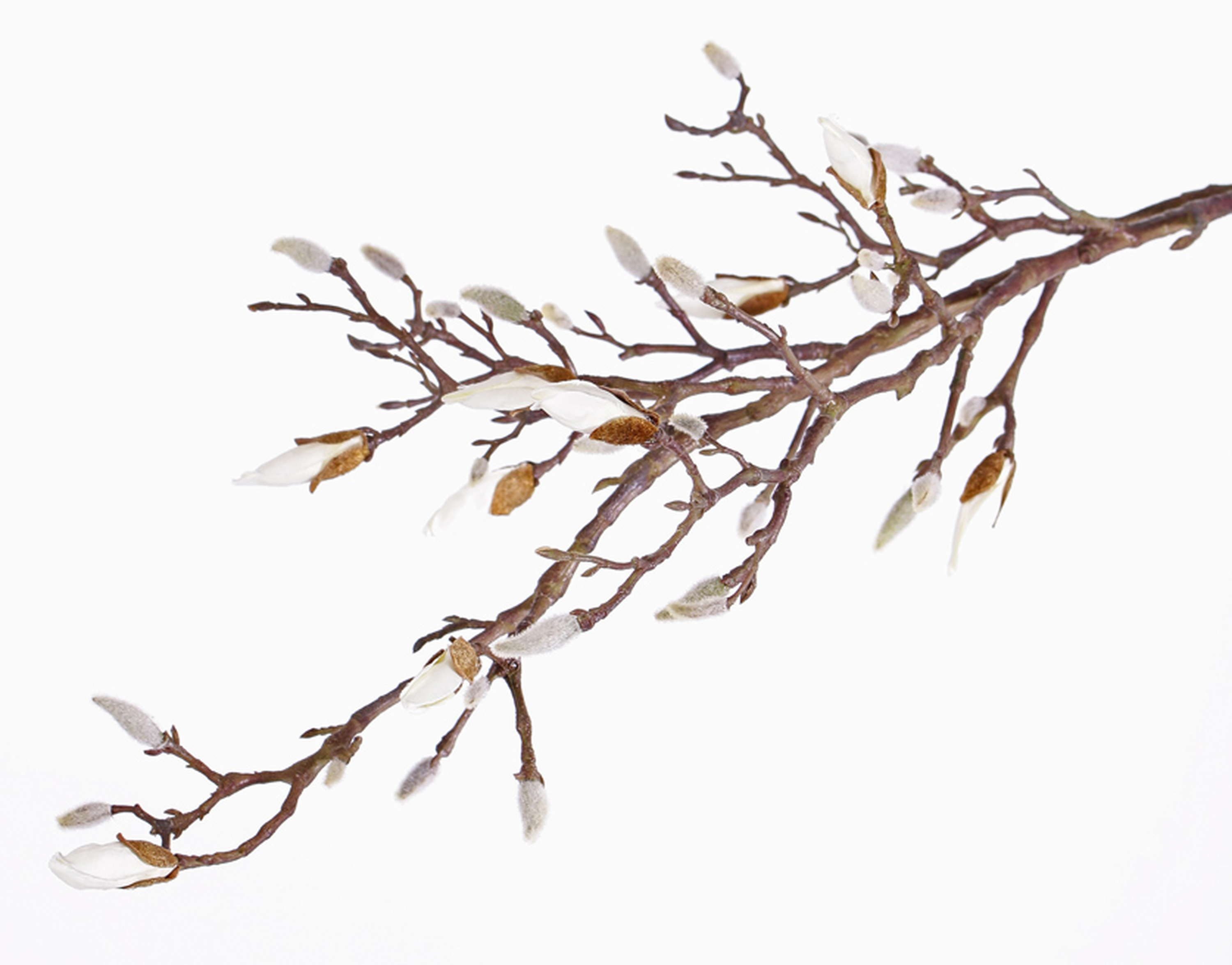 Kunstzweig Deko Zweig Magnolienzweig Anjuli, Creme, 105cm Magnolie, artplants