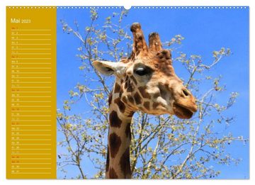 CALVENDO Wandkalender Giraffen / Geburtstagskalender (Premium, hochwertiger DIN A2 Wandkalender 2023, Kunstdruck in Hochglanz)