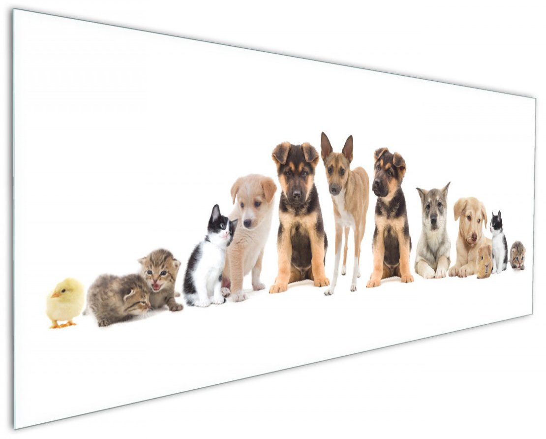 (1-tlg) Hunde Wallario Katzen Küken II, Hamster Haustiere - Süße Küchenrückwand
