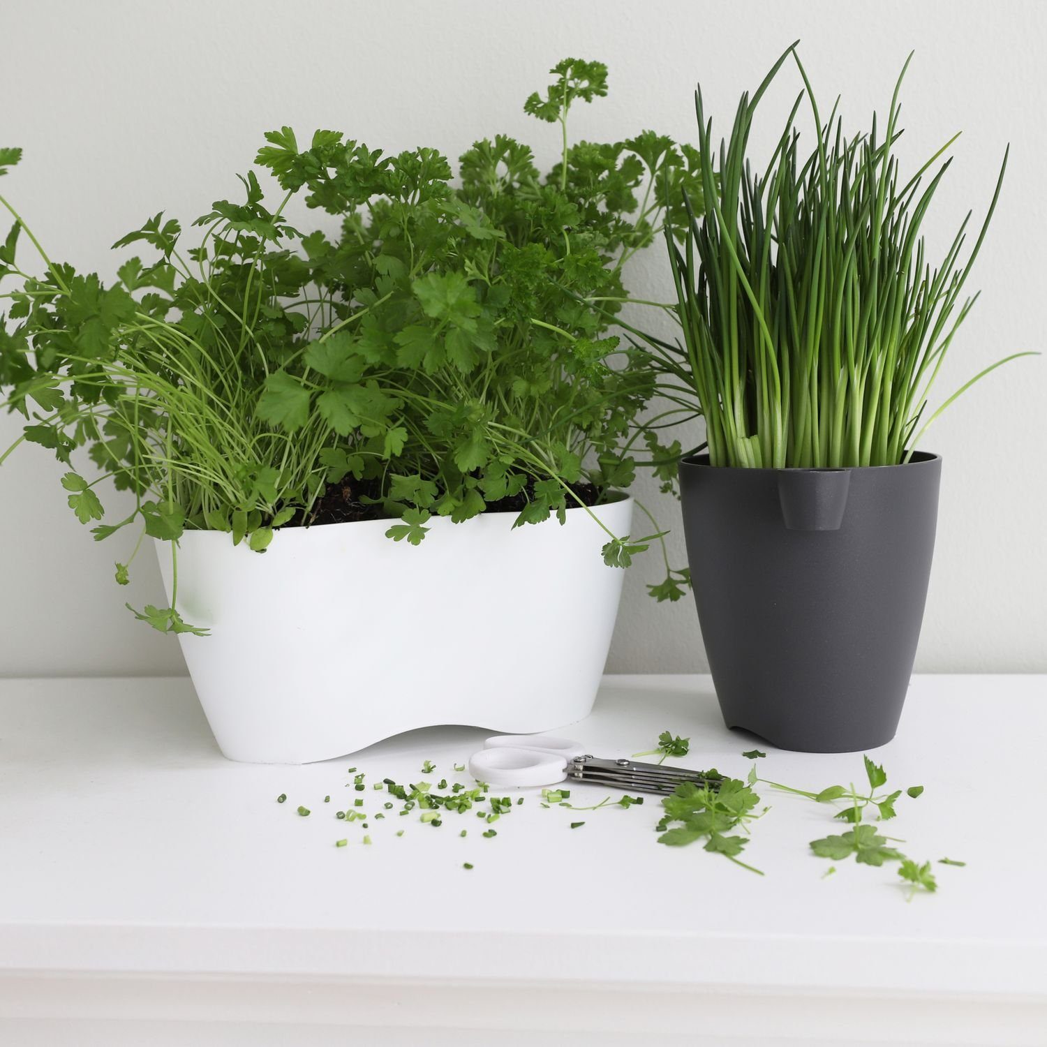 Thumbnail - Prosperplast Pflanzkübel Kräutertopf weiß limes dublo mit Kräuterschere Blumentopf Pflanztopf