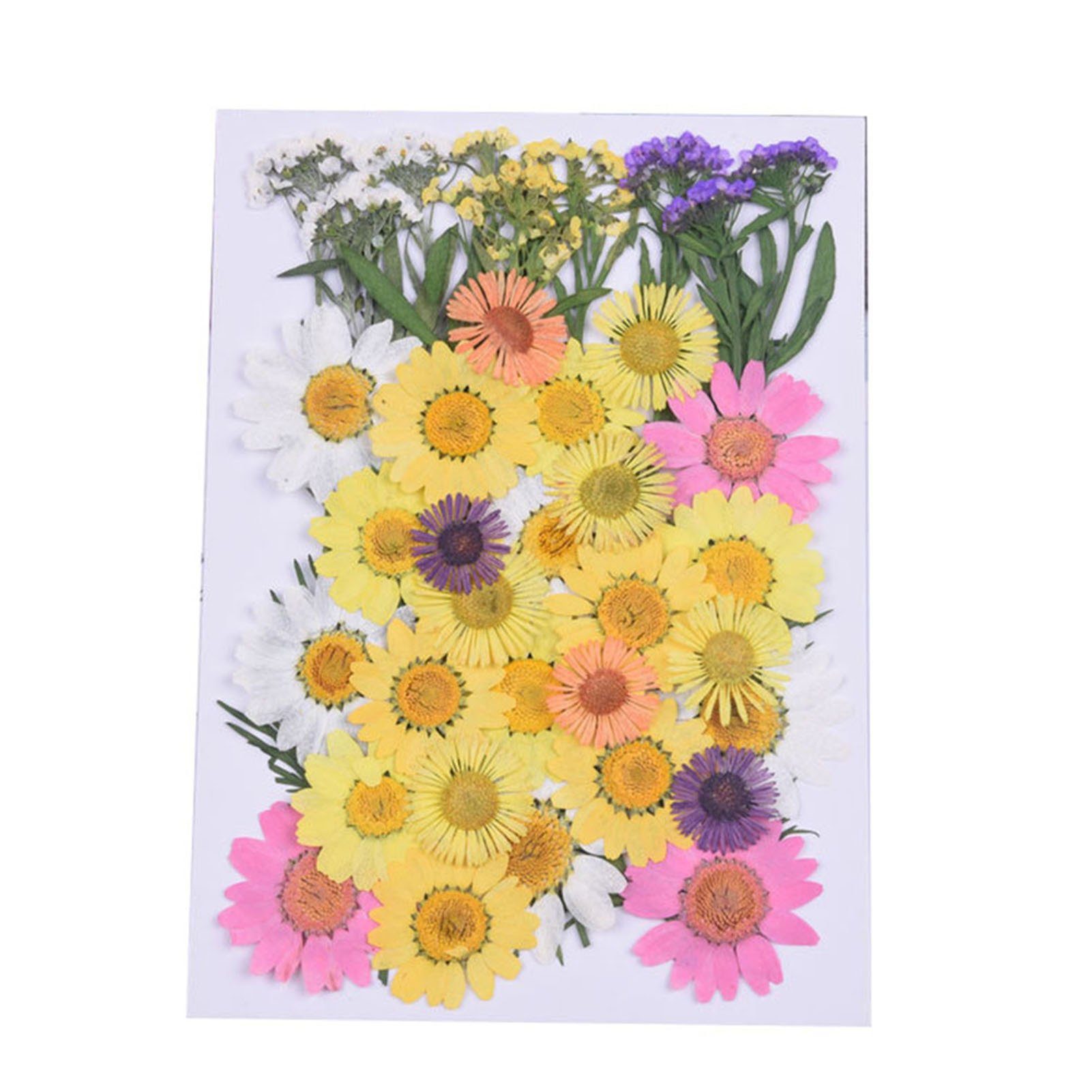 Trockenblume Trockenblumen-Set Zum Getrocknetes, Blumen, Selbermachen, Blusmart spring Gepresste blue