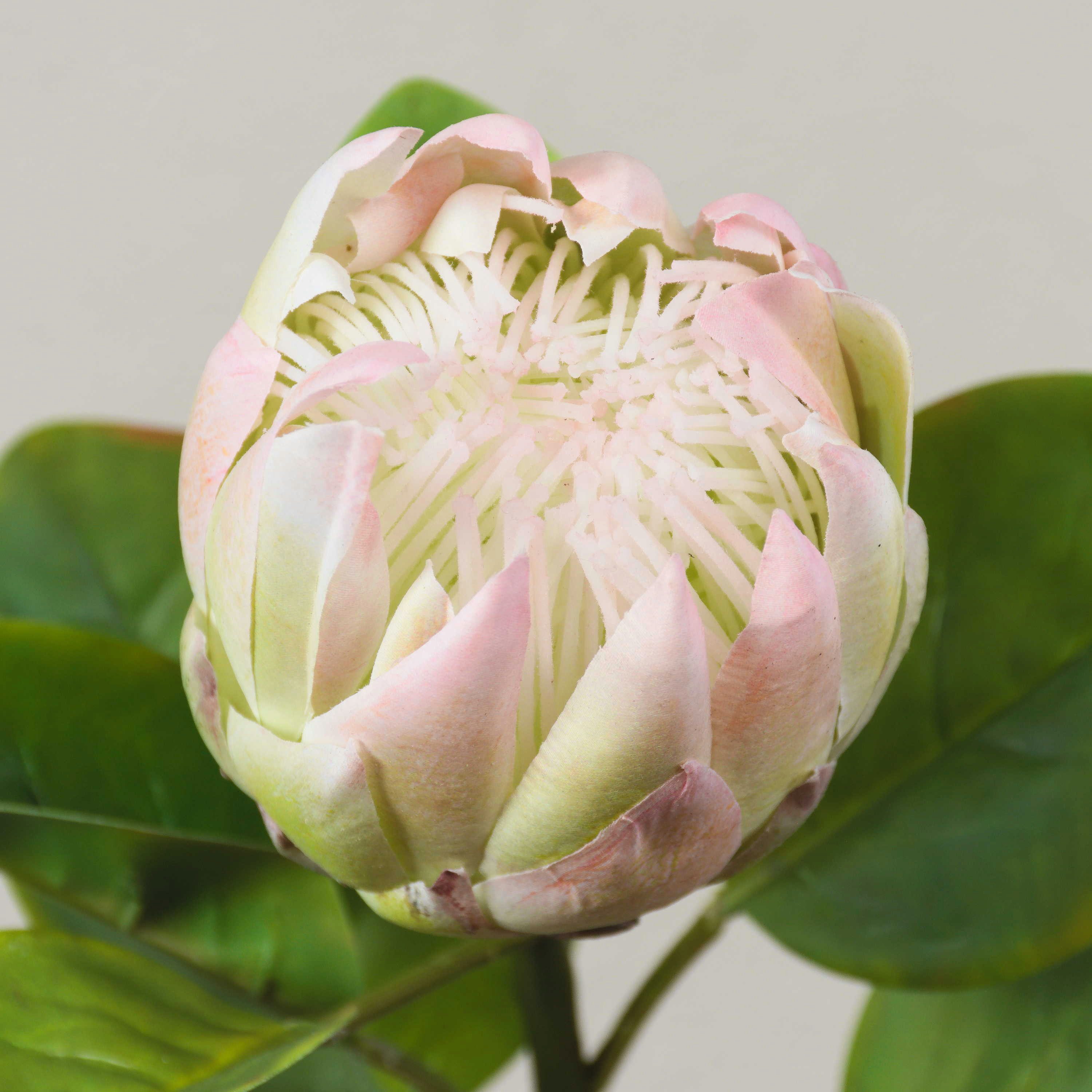 Kunstblume Kunst Blumenzweig Königs-Protea TANIEKA, grün-rosa, 70cm Protea (Königs Protea), artplants, Höhe 65.0 cm