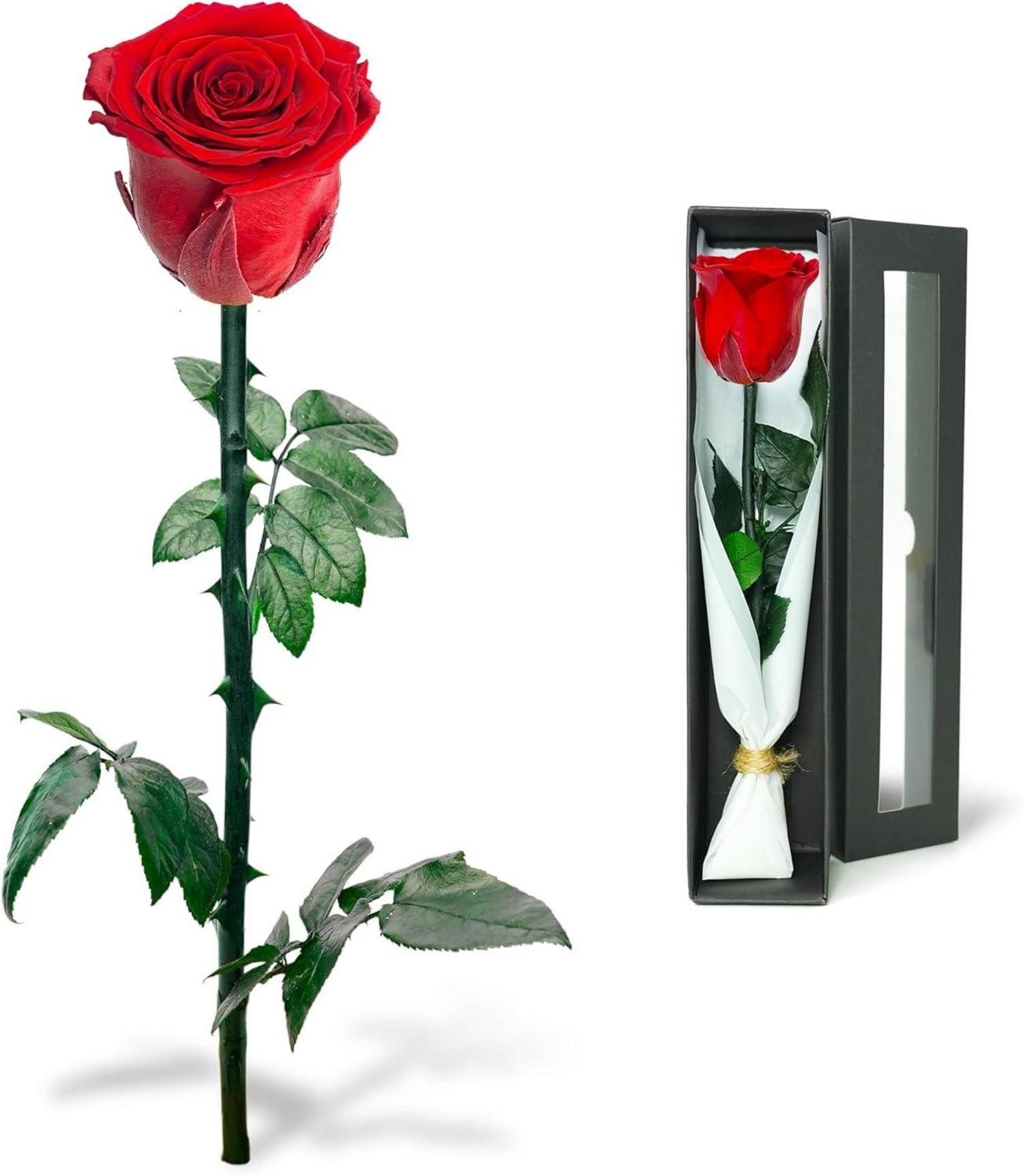 Dekohänger Infinity Rose - Ewige Rose in Rosenbox, Konservierte Blume mit