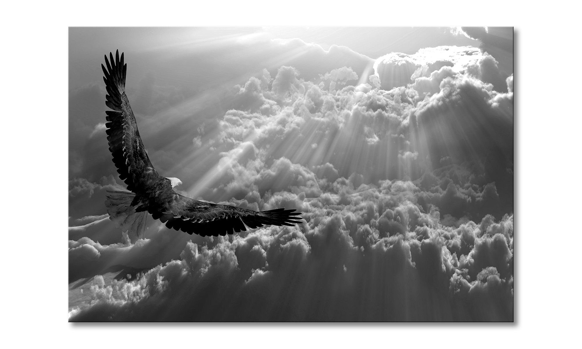 Leinwandbild Eagle In Flight