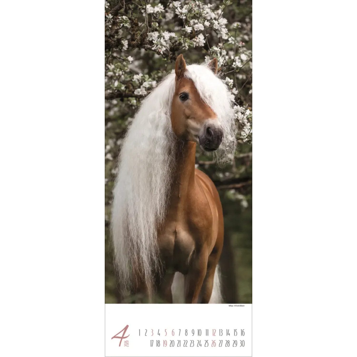 Korsch Verlag Wandkalender Pferde 2026