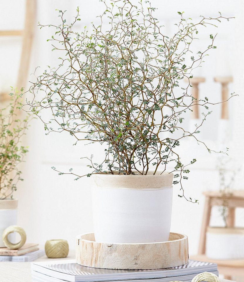 BALDUR Garten Zimmerpflanze Maori® Sophora Cotoneaster 'Little Baby', 1 St., Strukturpflanze,duftend, pflegeleicht