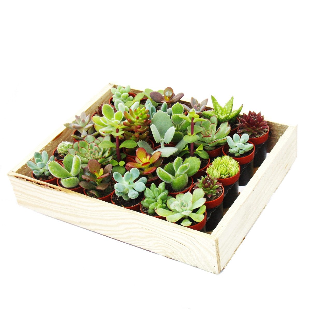Exotenherz Kaktus Mini-Sukkulenten 3,5cm Topf - Holzkiste mit 30 Pflanzen