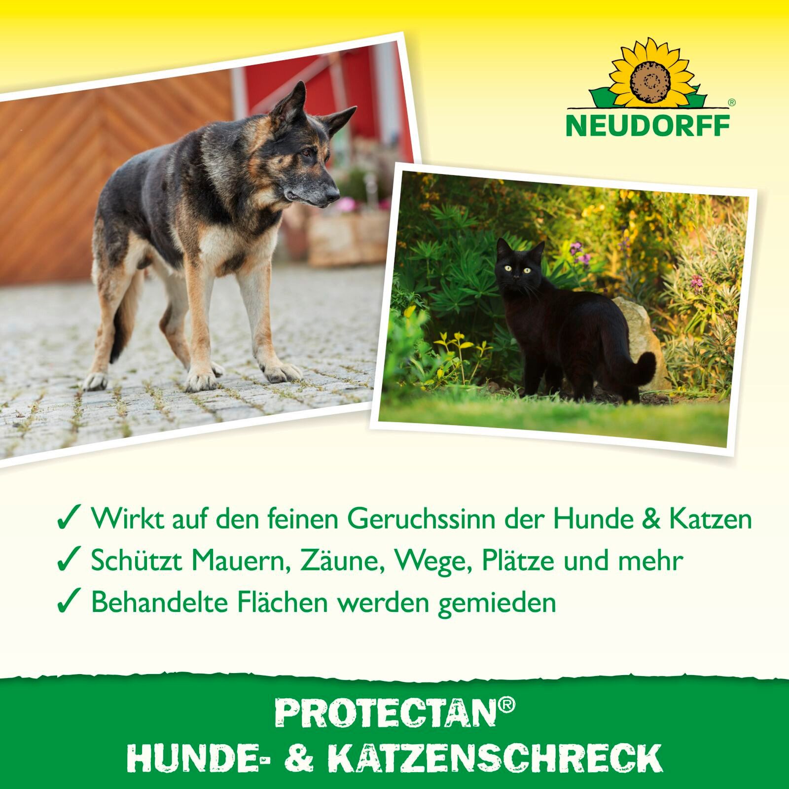 Neudorff Vergrämungsmittel Protectan Hunde- und KatzenSchreck 500 ml, 0.5 l, Geruchsbasiertes Fernhaltespray für Innen- und Außenbereiche, 500 ml für bis zu 10  – Bild 4 von 5